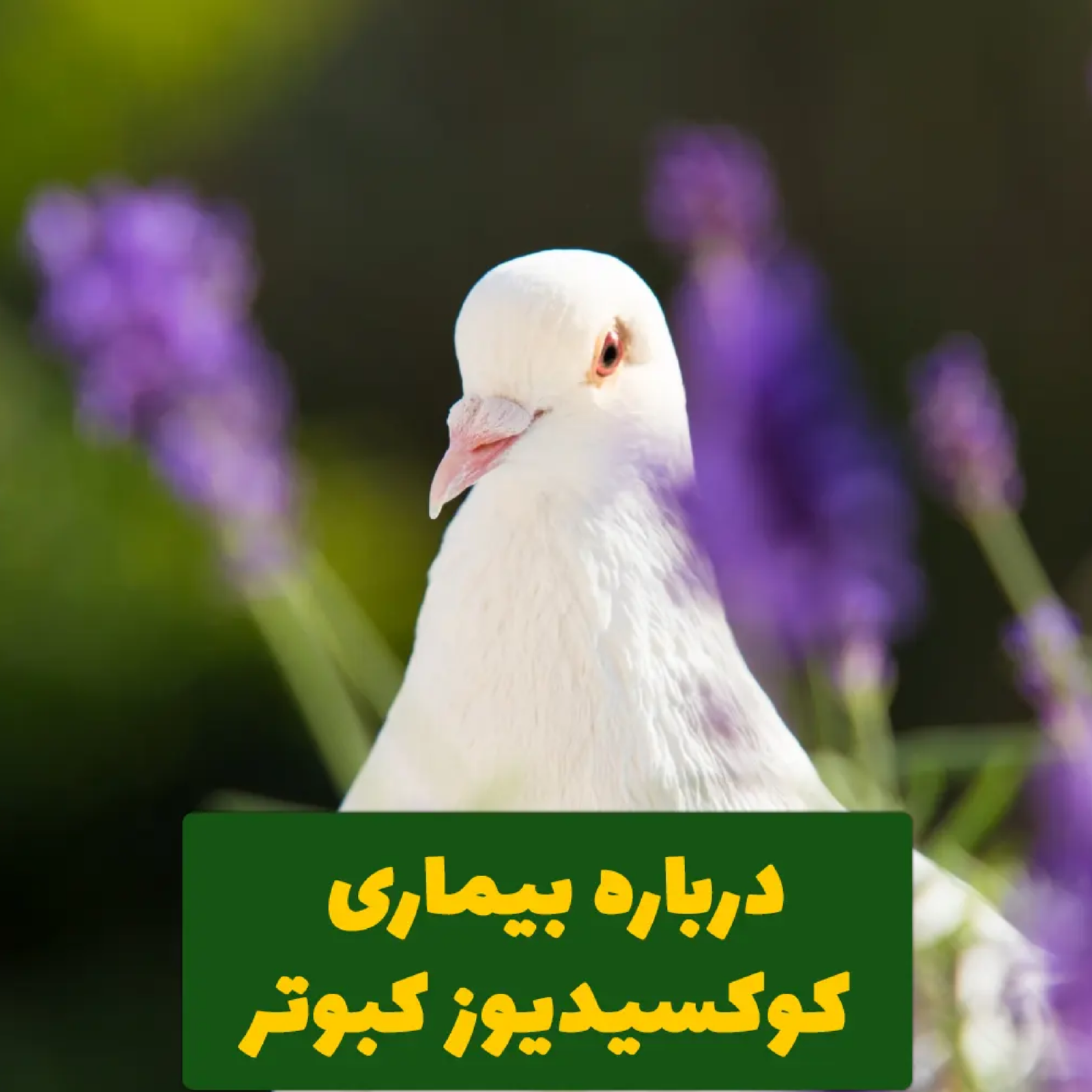 کاور درباره "بیماری کوکسیدیوز کبوتر" + [علائم]