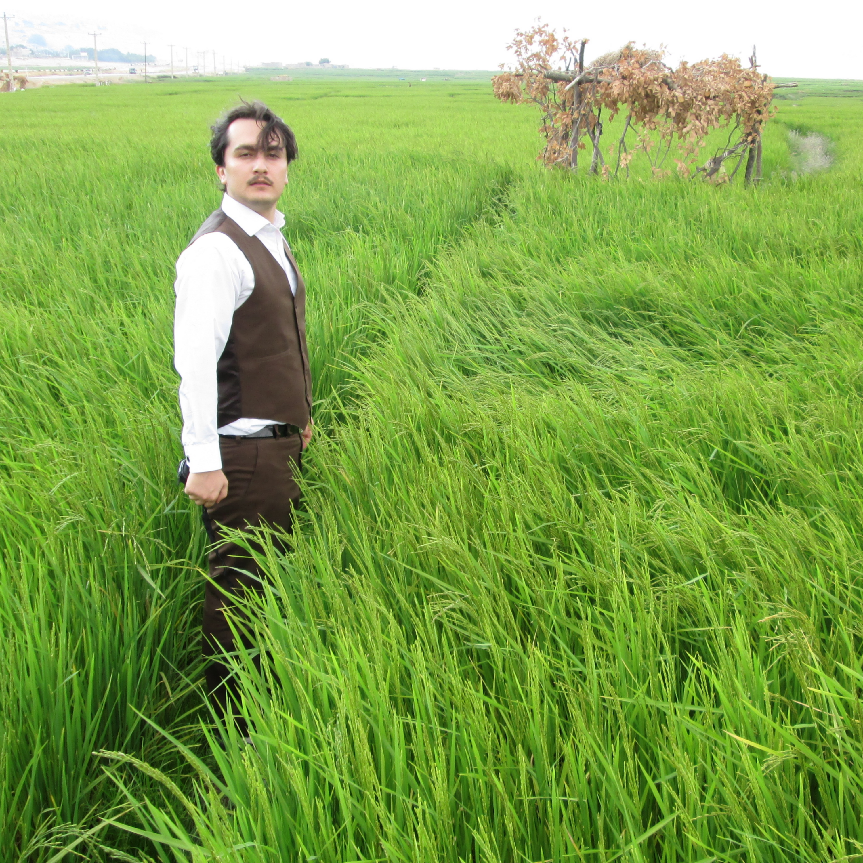کاور عارف،عاصی،آسیمه سر