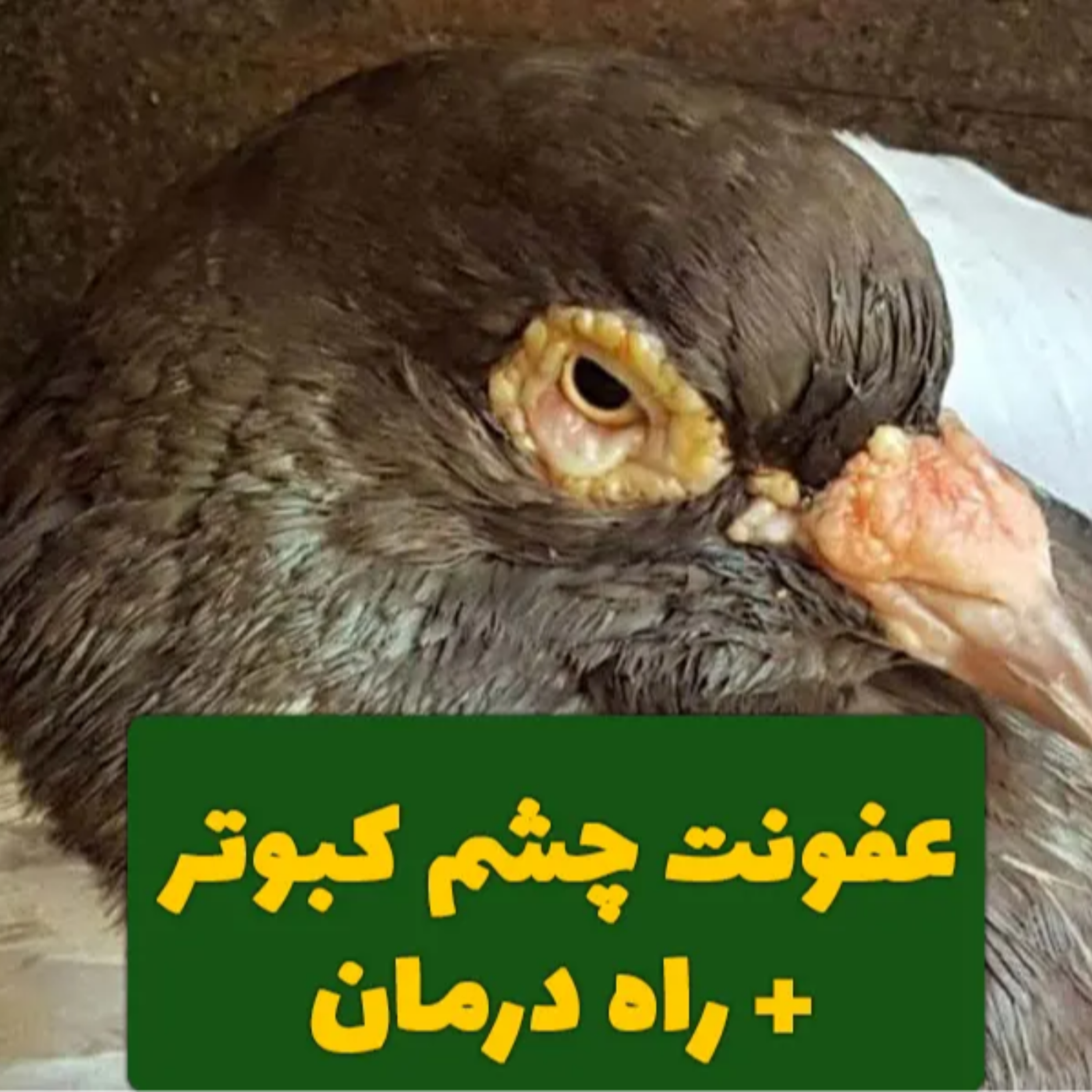 کاور عفونت چشم کبوتر و درمان [توضیحات کامل و جامع]
