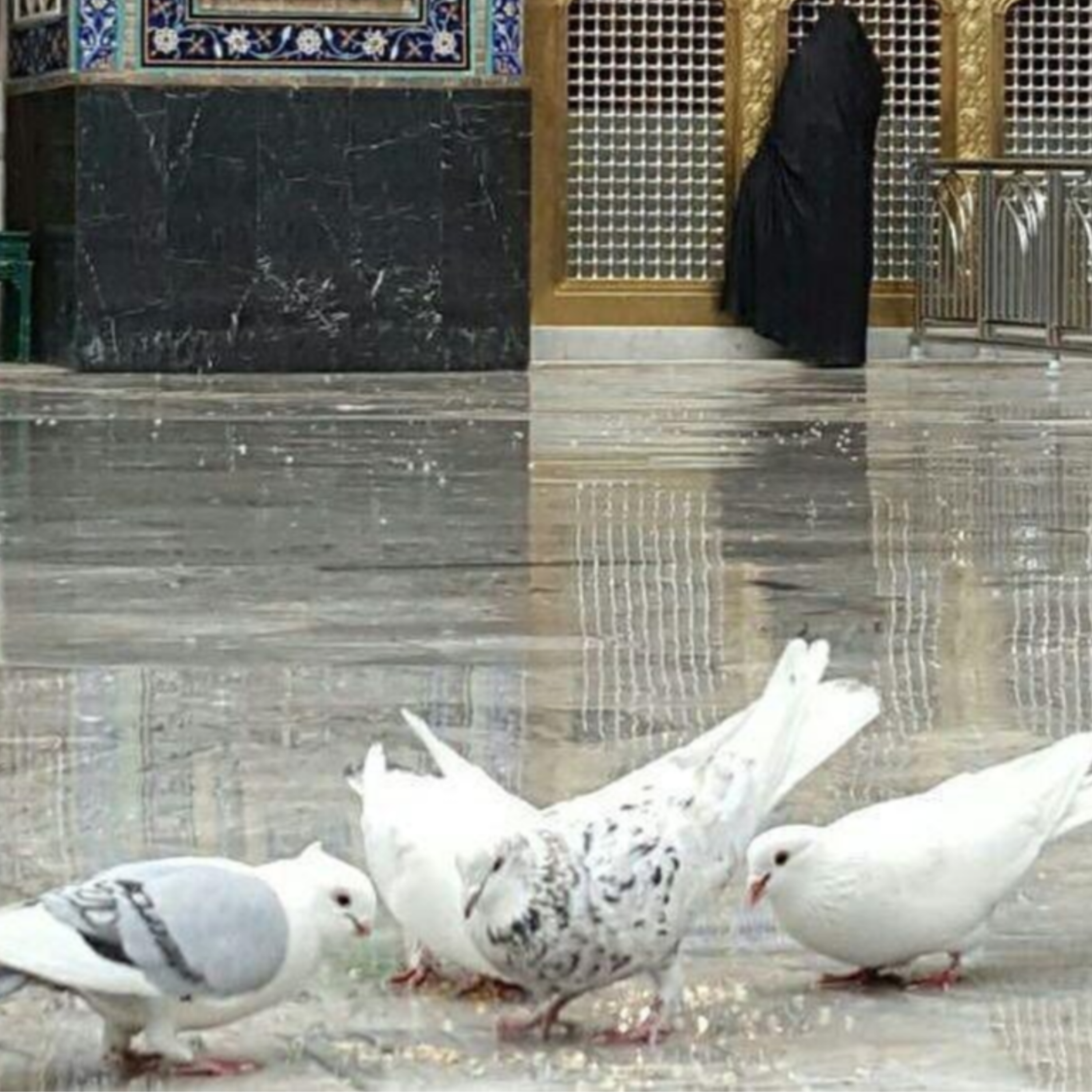 کاور داستانک کبوتر
