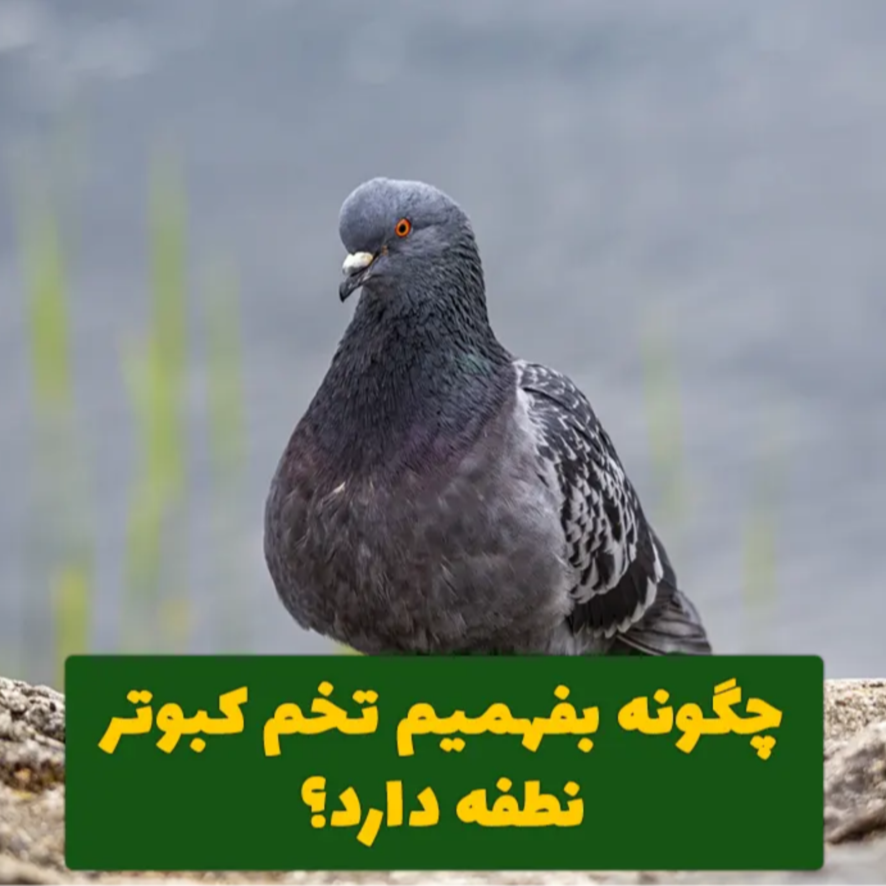 کاور چگونه بفهمیم تخم کبوتر نطفه دارد؟ [با کمک نور]