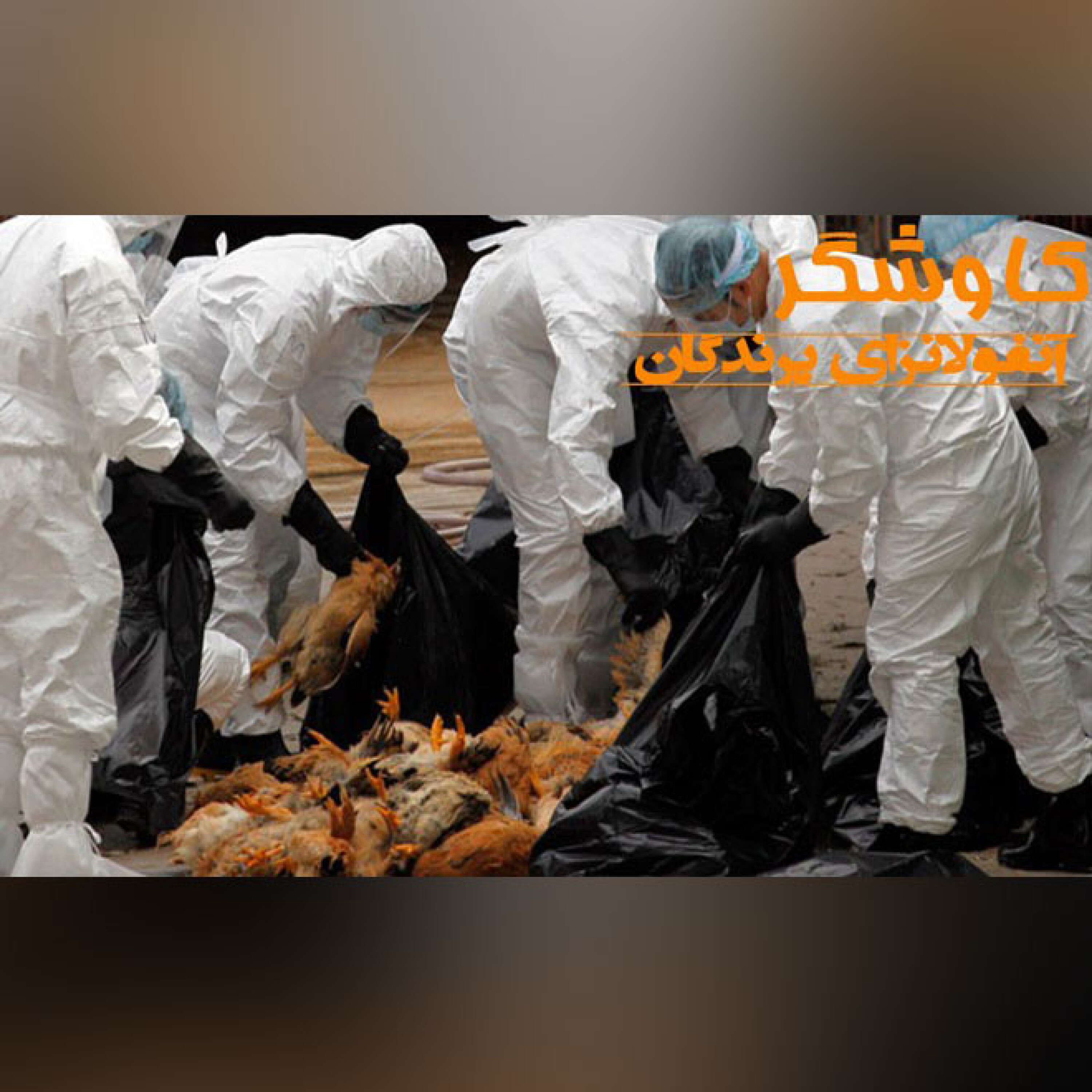 آنفولانزای پرندگان