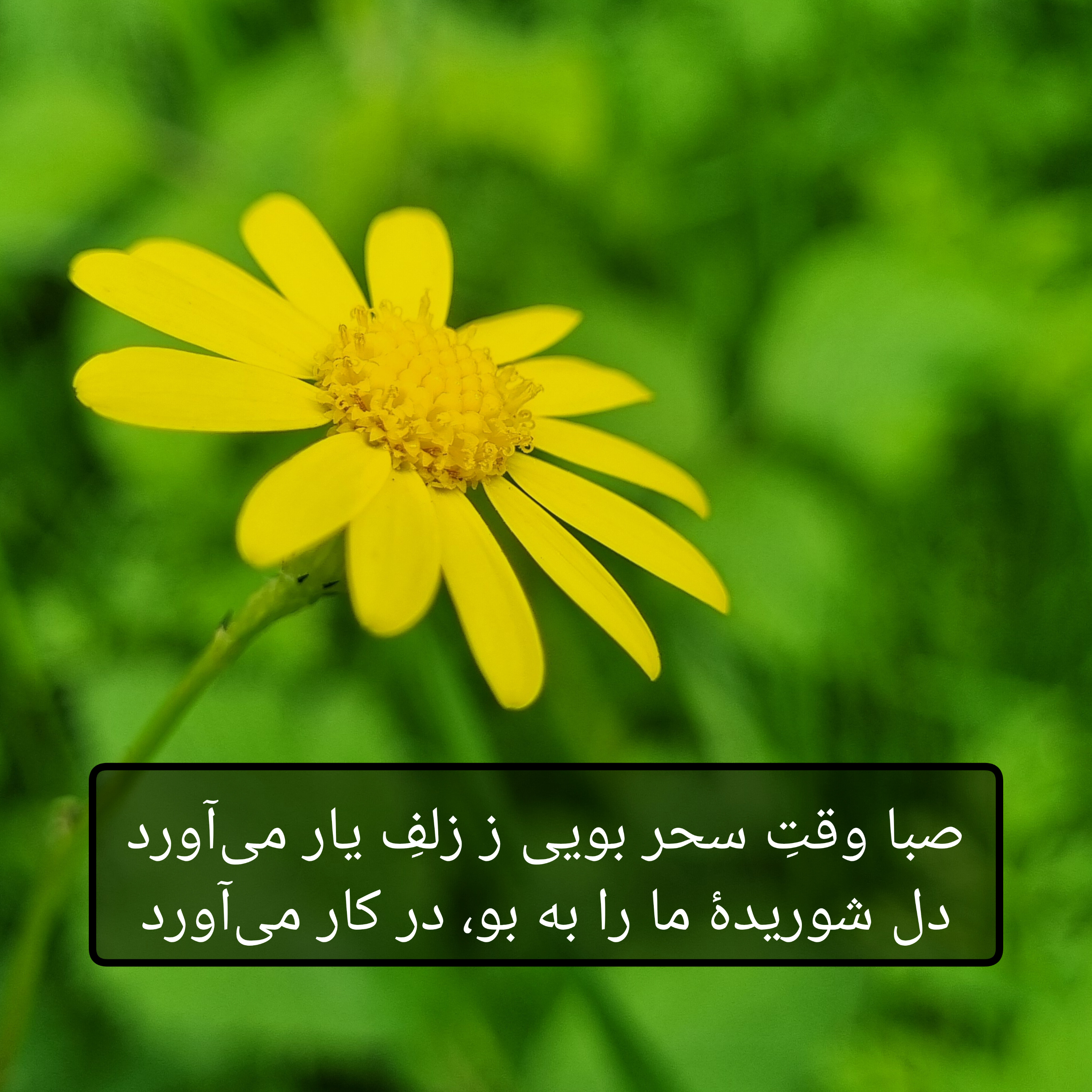 کاور حافظ - دیوان غزلیات - غزل شماره ۱۴۶