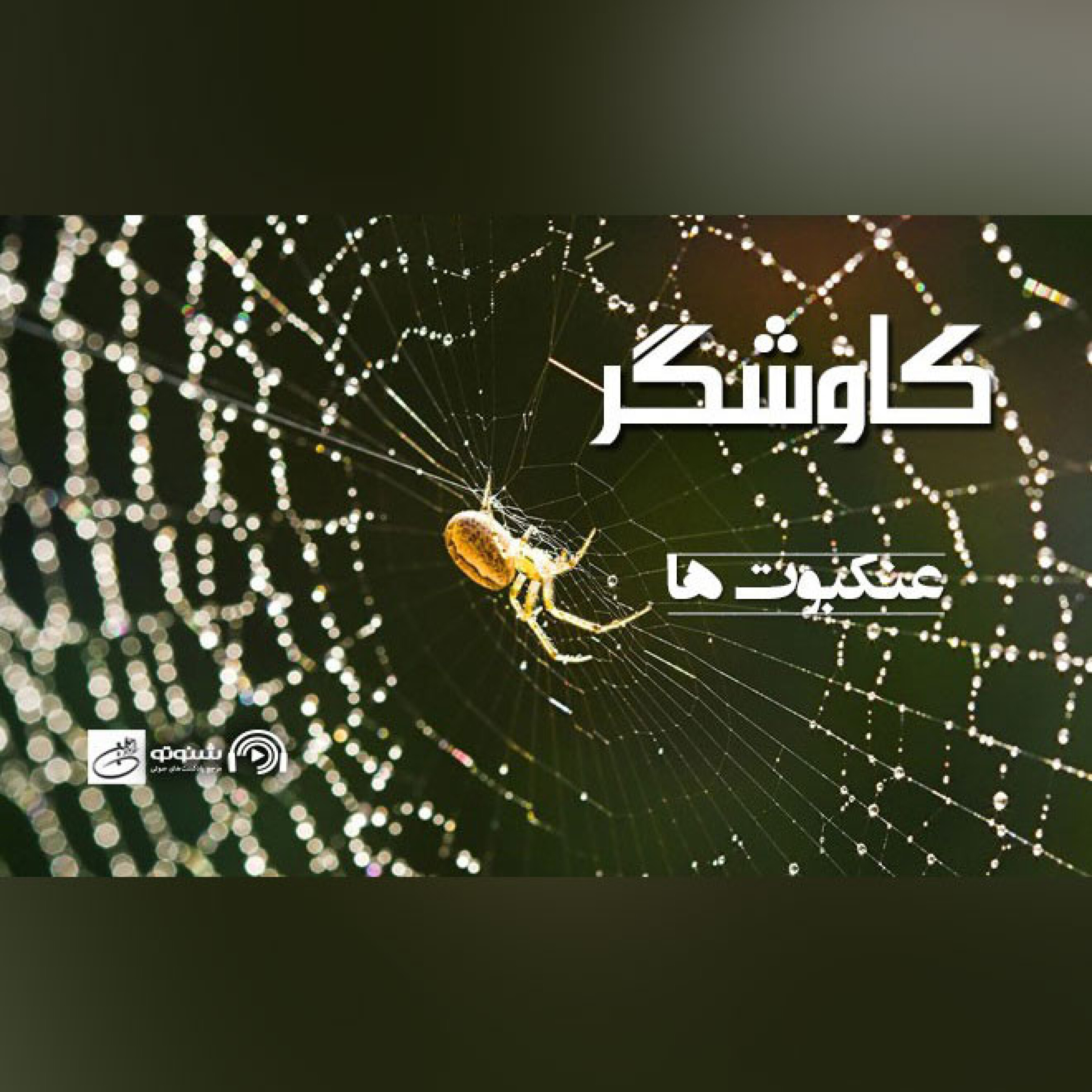 عنکبوت ها