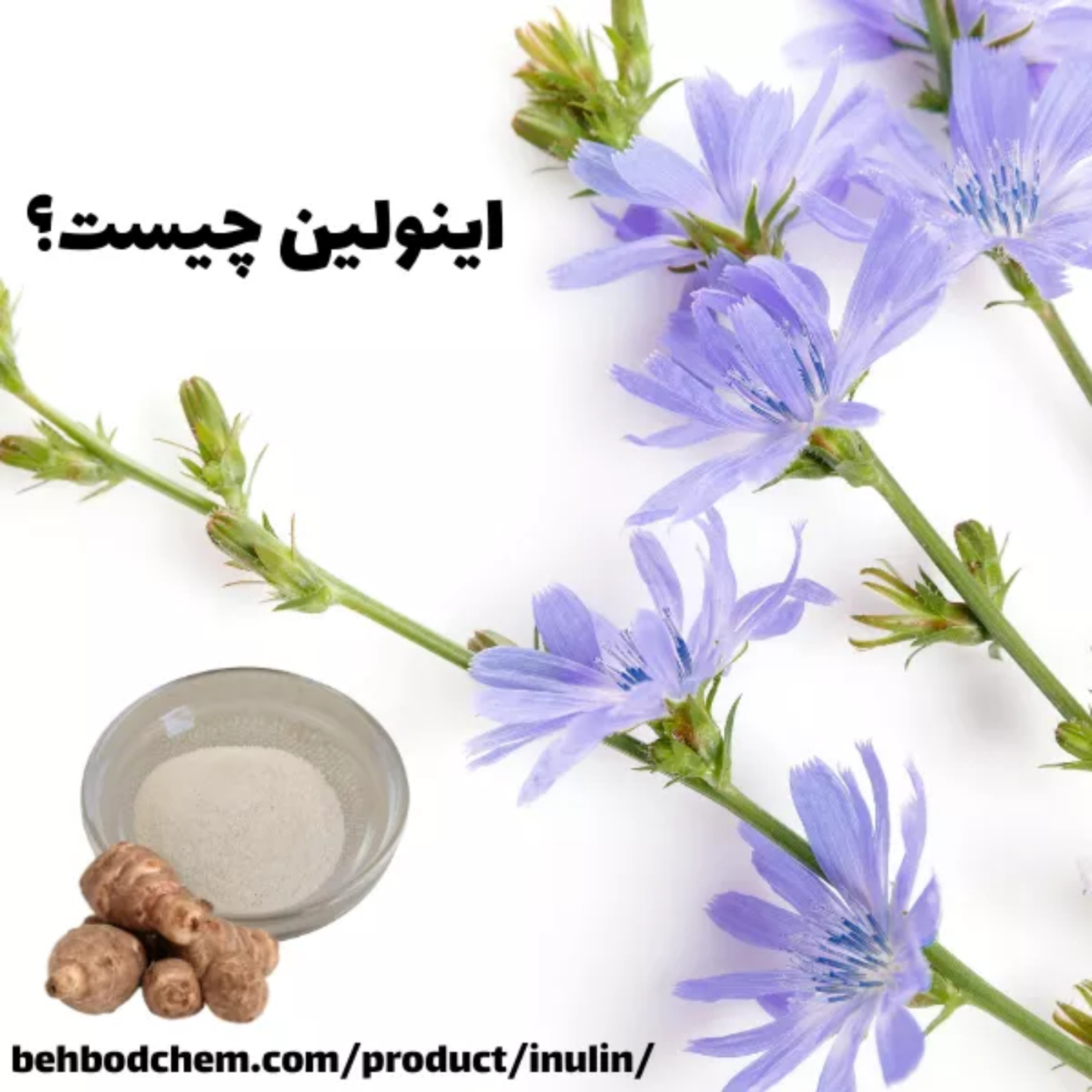 کاور اینولین چیست؟