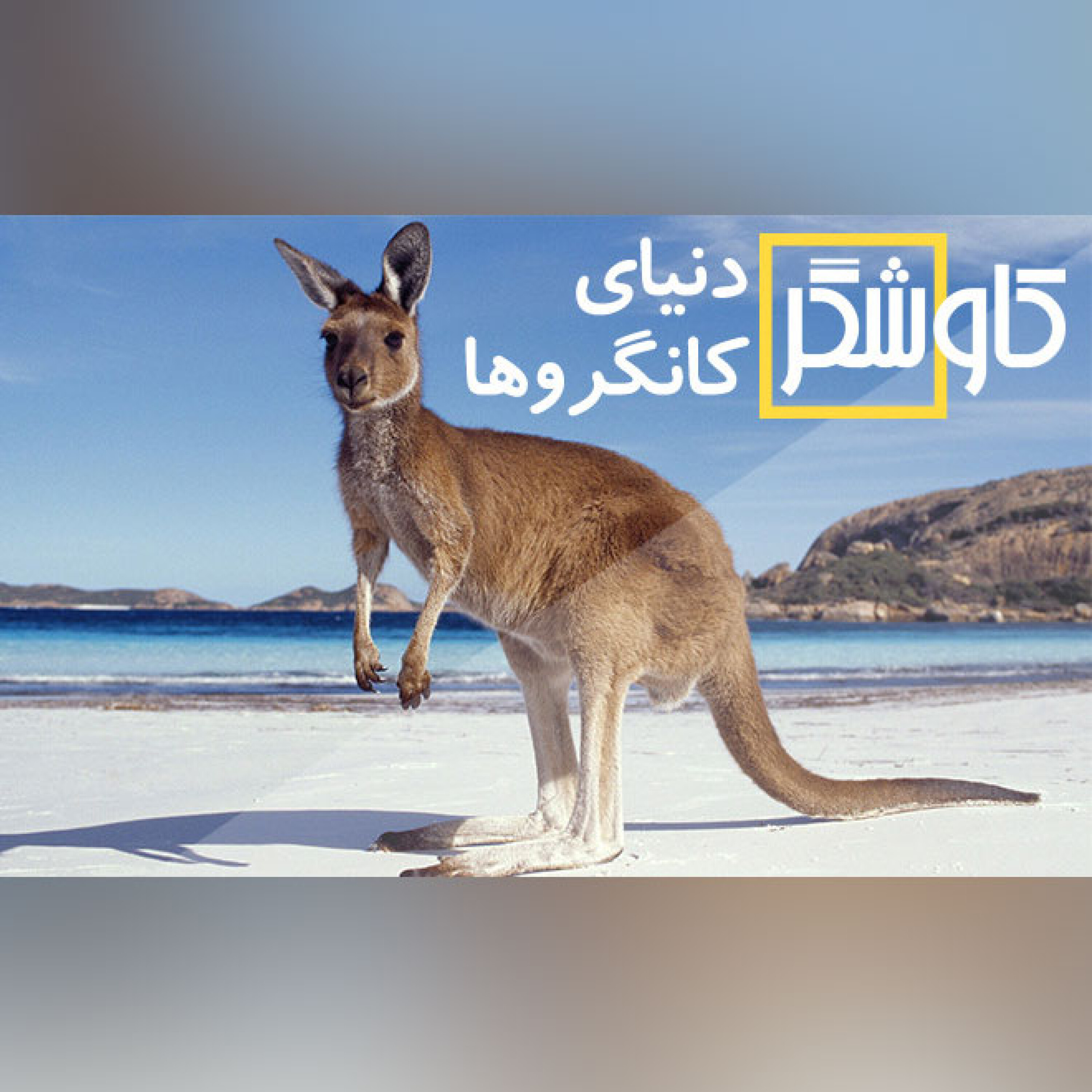 دنیای کانگروها