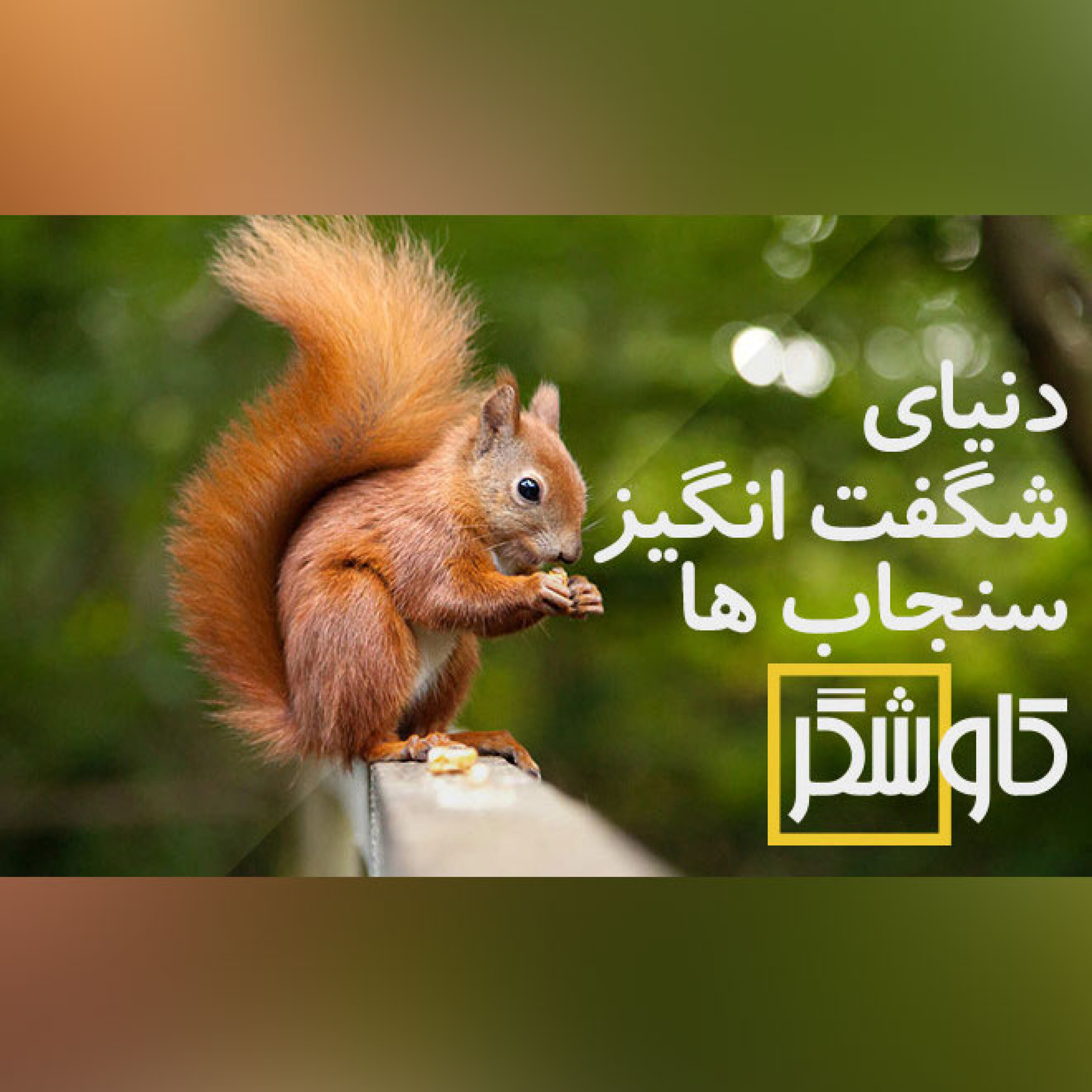 دنیای شگفت انگیز سنجاب ها