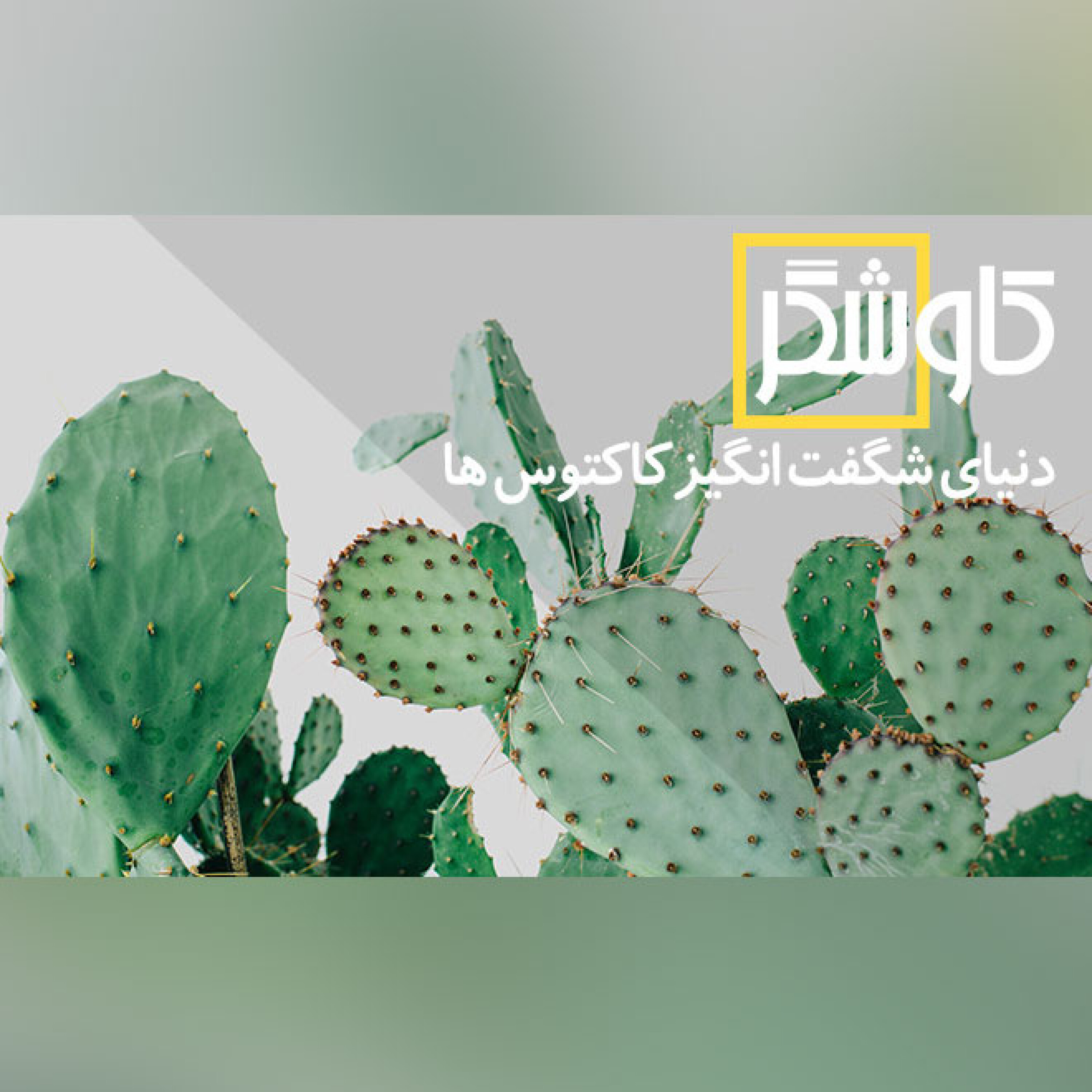دنیای شگفت انگیز کاکتوس ها