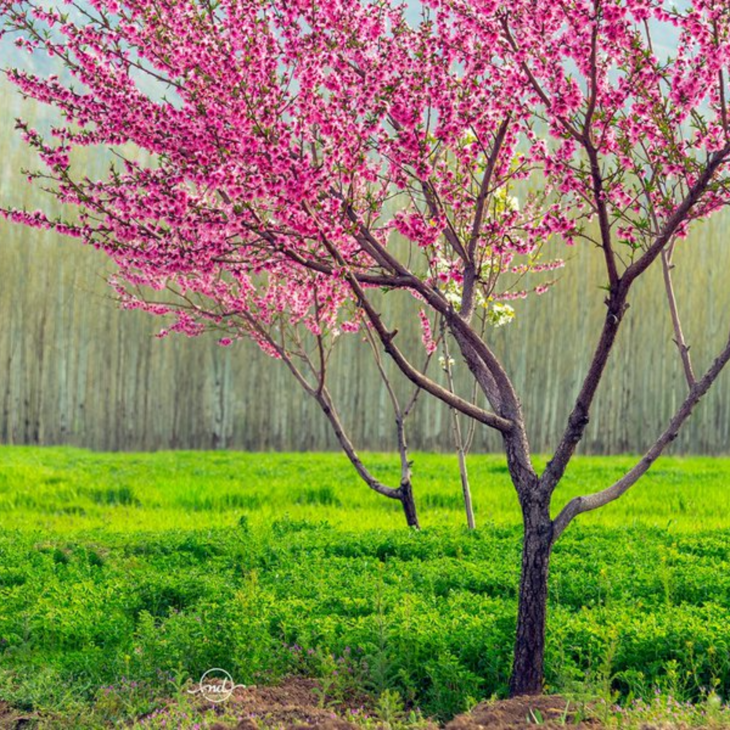 کاور پادکست عربی یازدهم