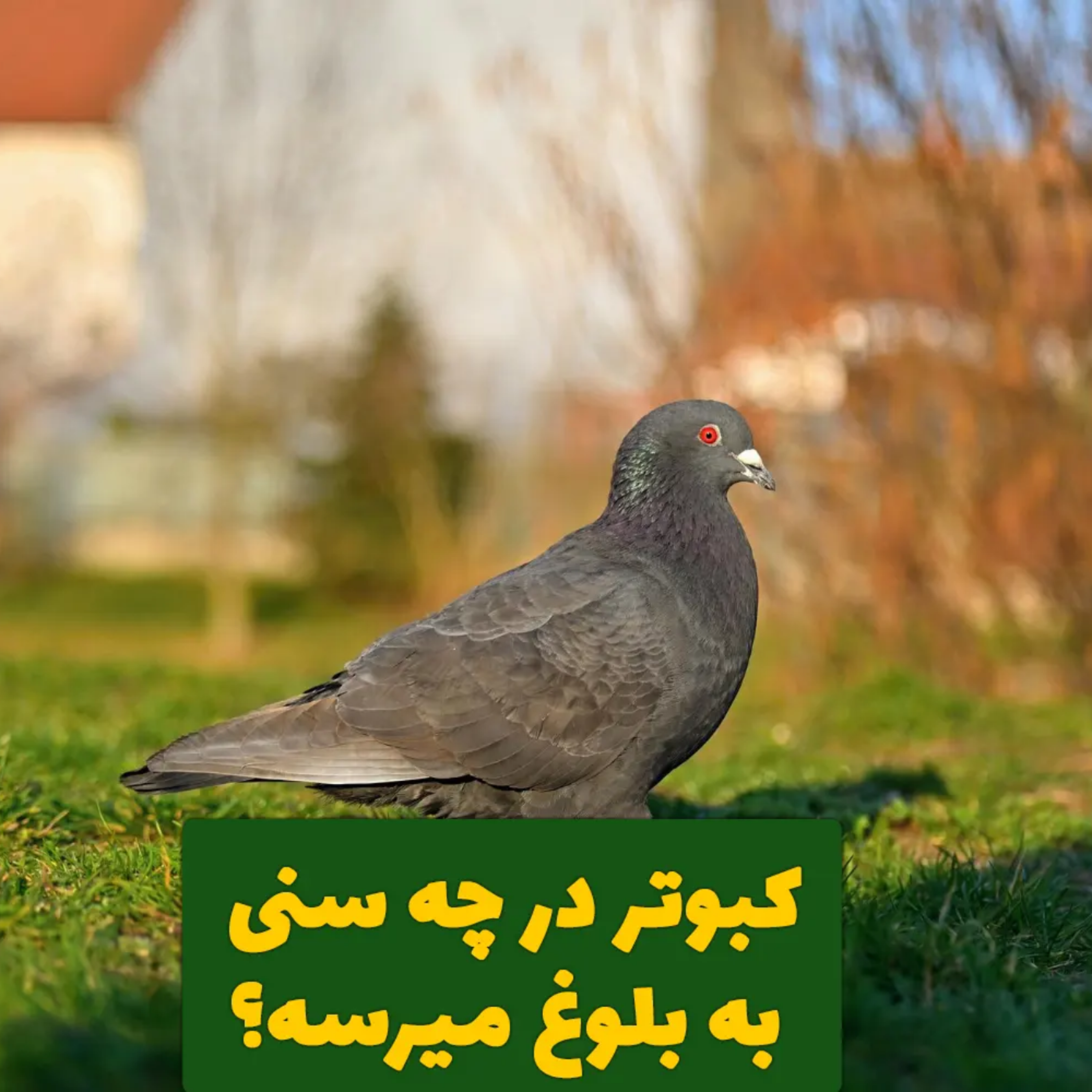 کاور کبوتر در چه سنی به بلوغ میرسه؟ + طریقه جفت کردن