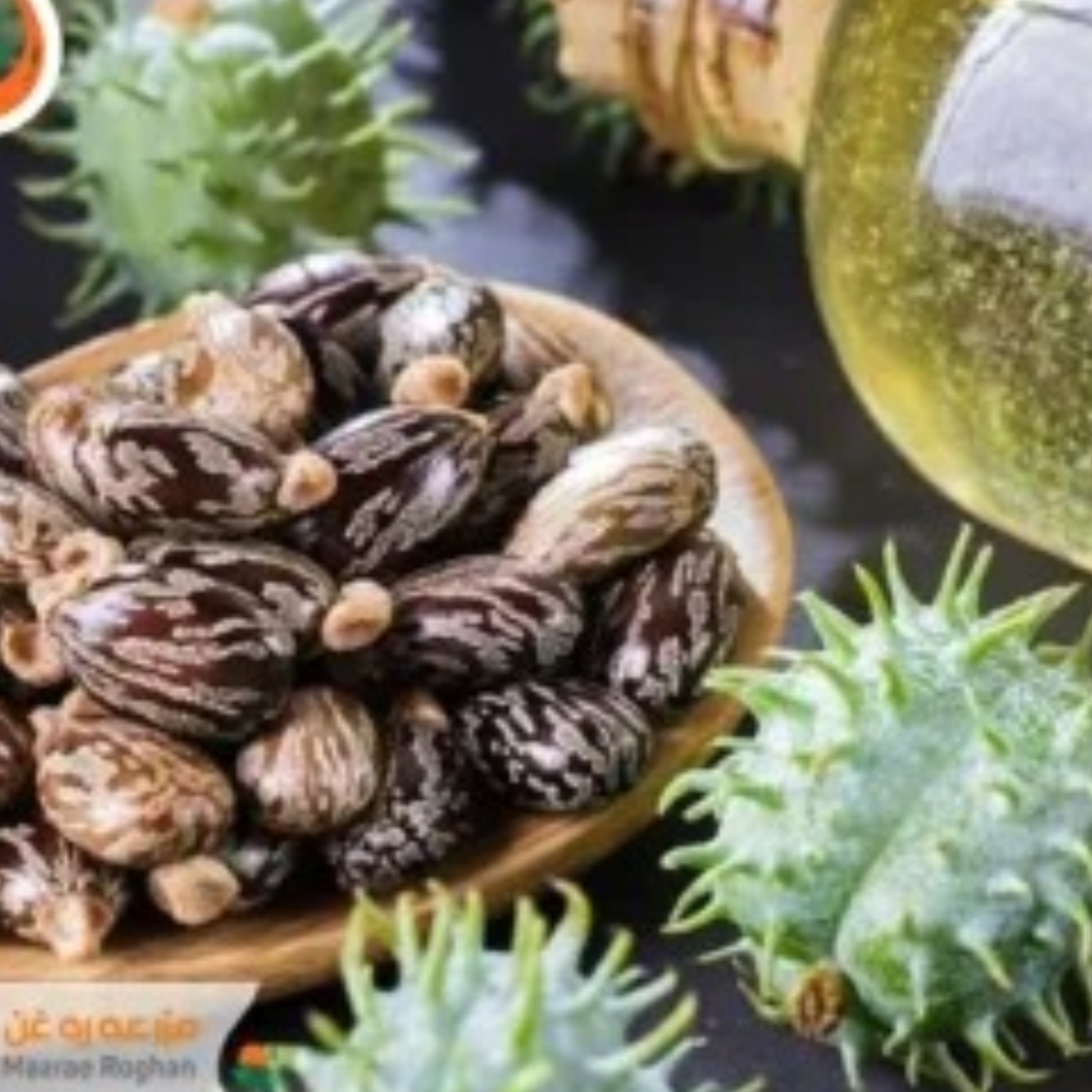 کاور بشنوید از خواص روغن کرچک