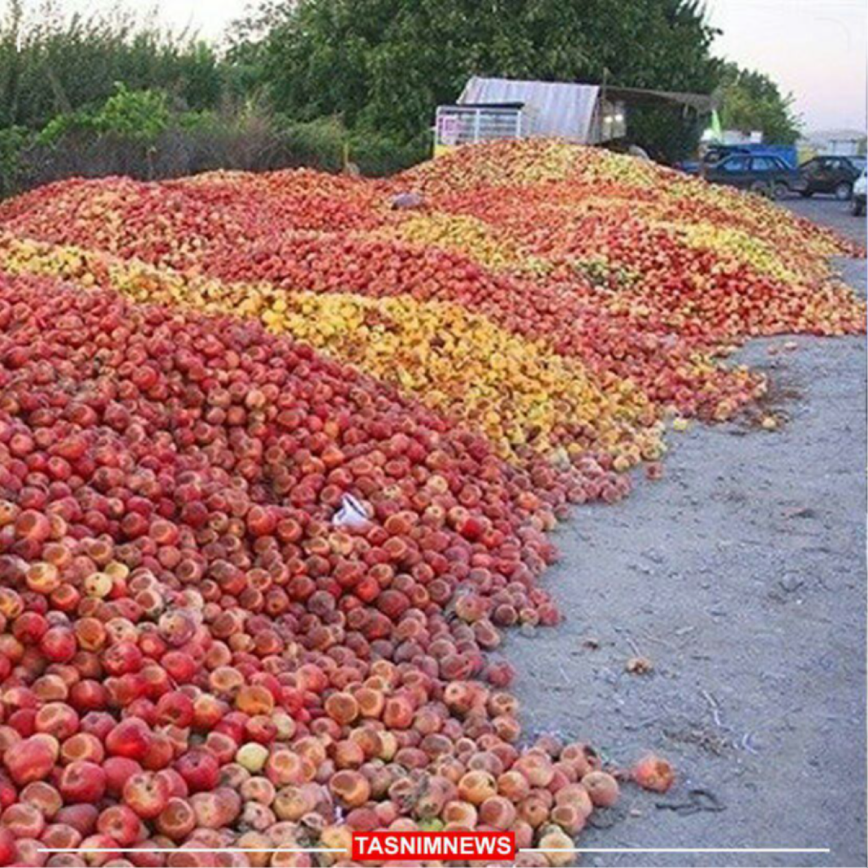 کاور در سوگ سیب‌ها ۷۶