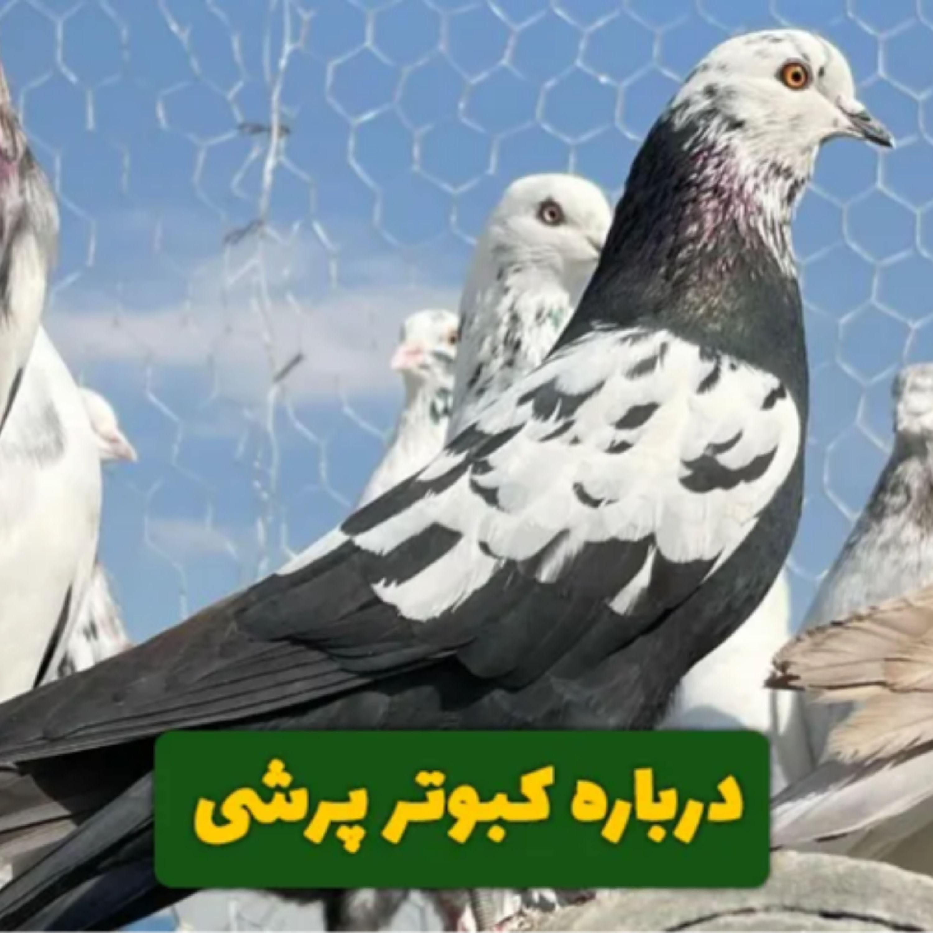کاور درباره "کبوتر پرشی" چی میدونی؟