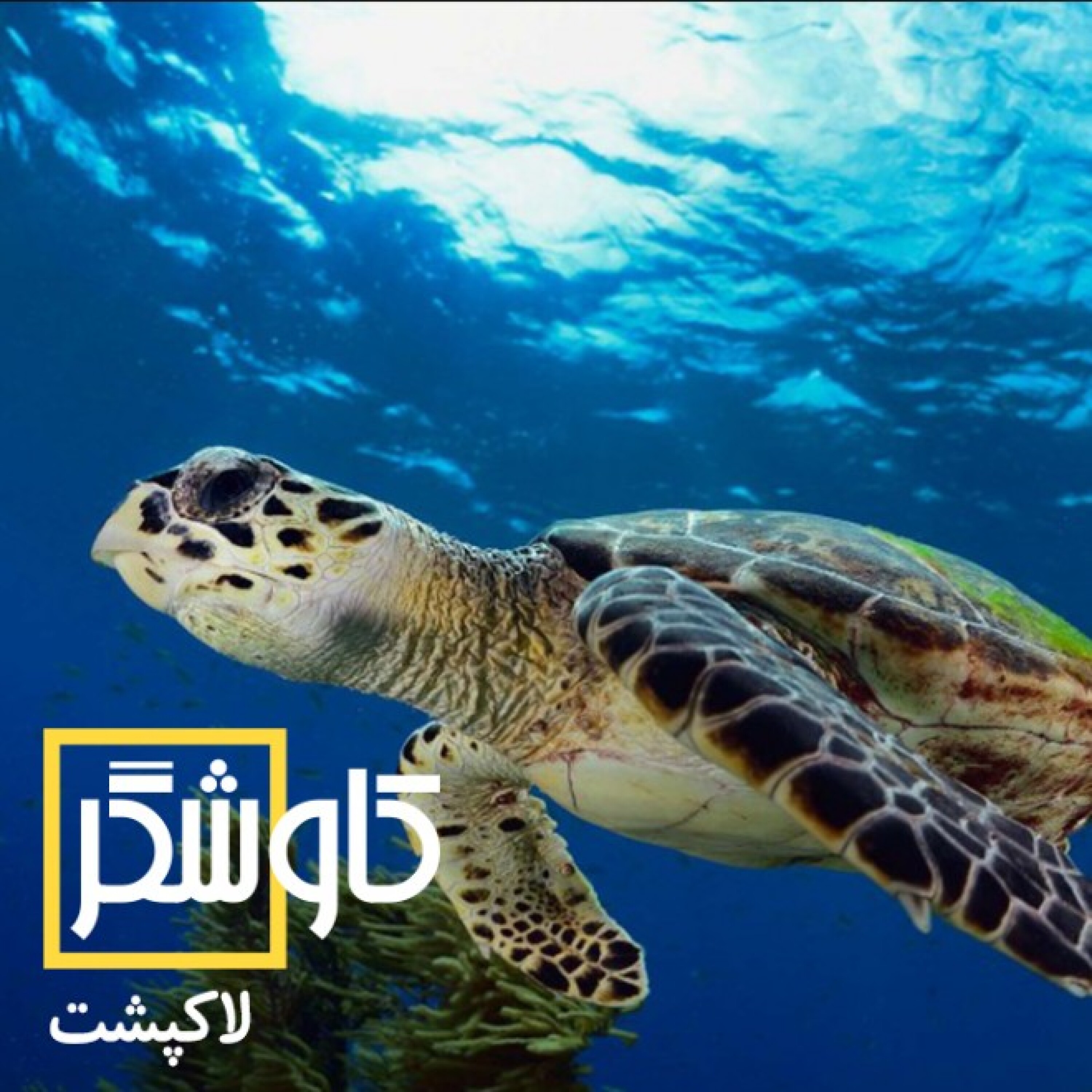لاکپشت
