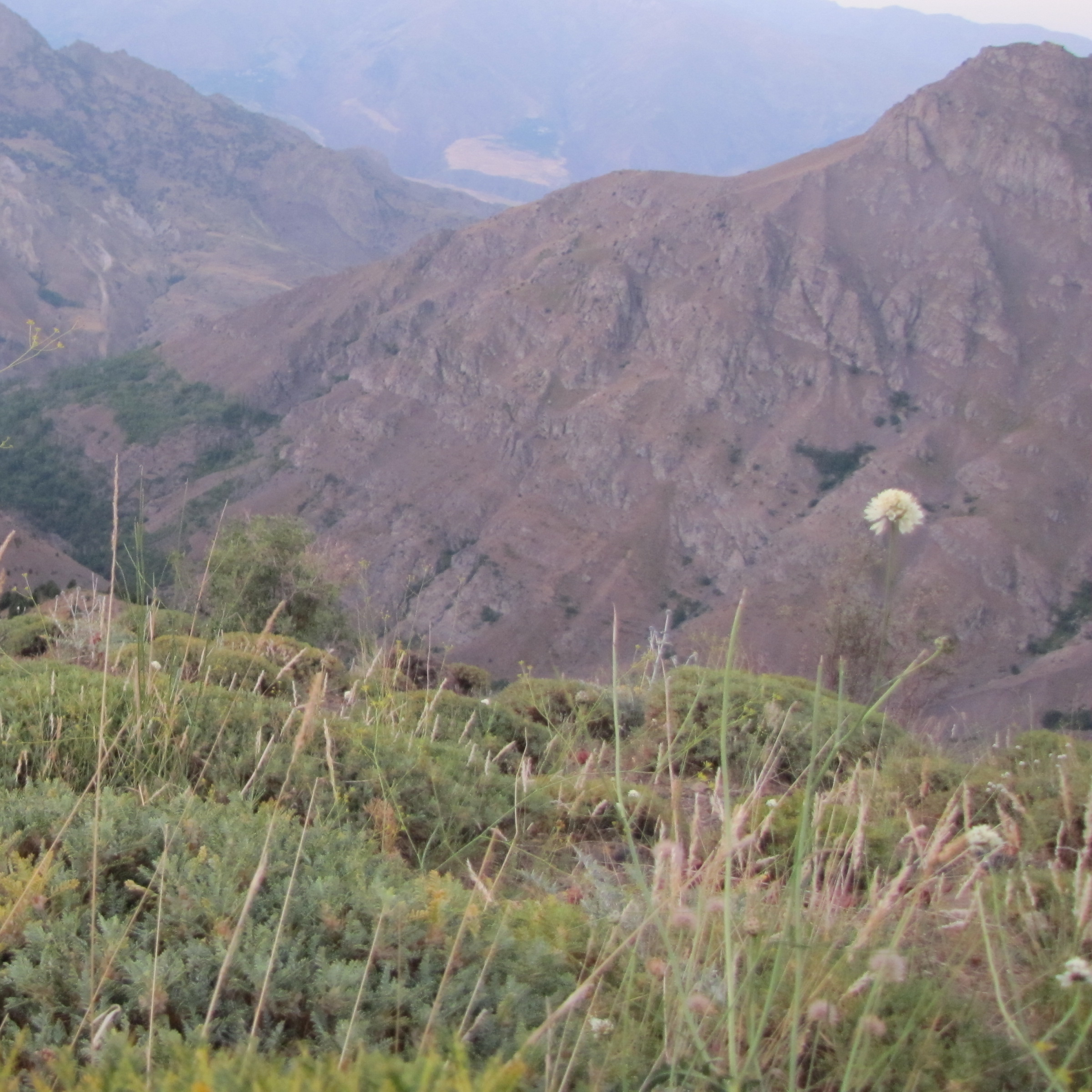 کاور به سوی سرزمین کرت1