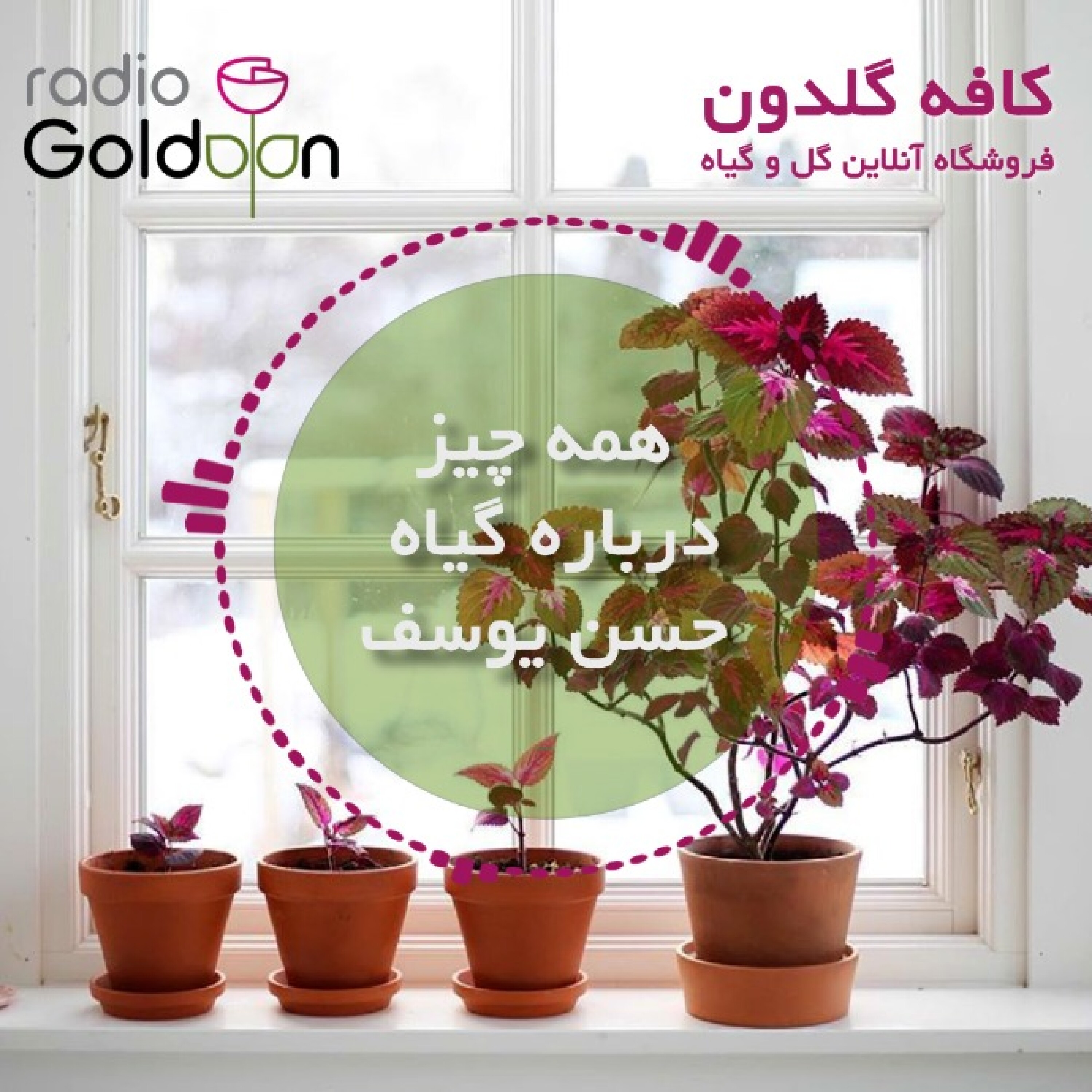 معرفی، شرایط نگهداری و روش تکثیر گیاه حسن یوسف