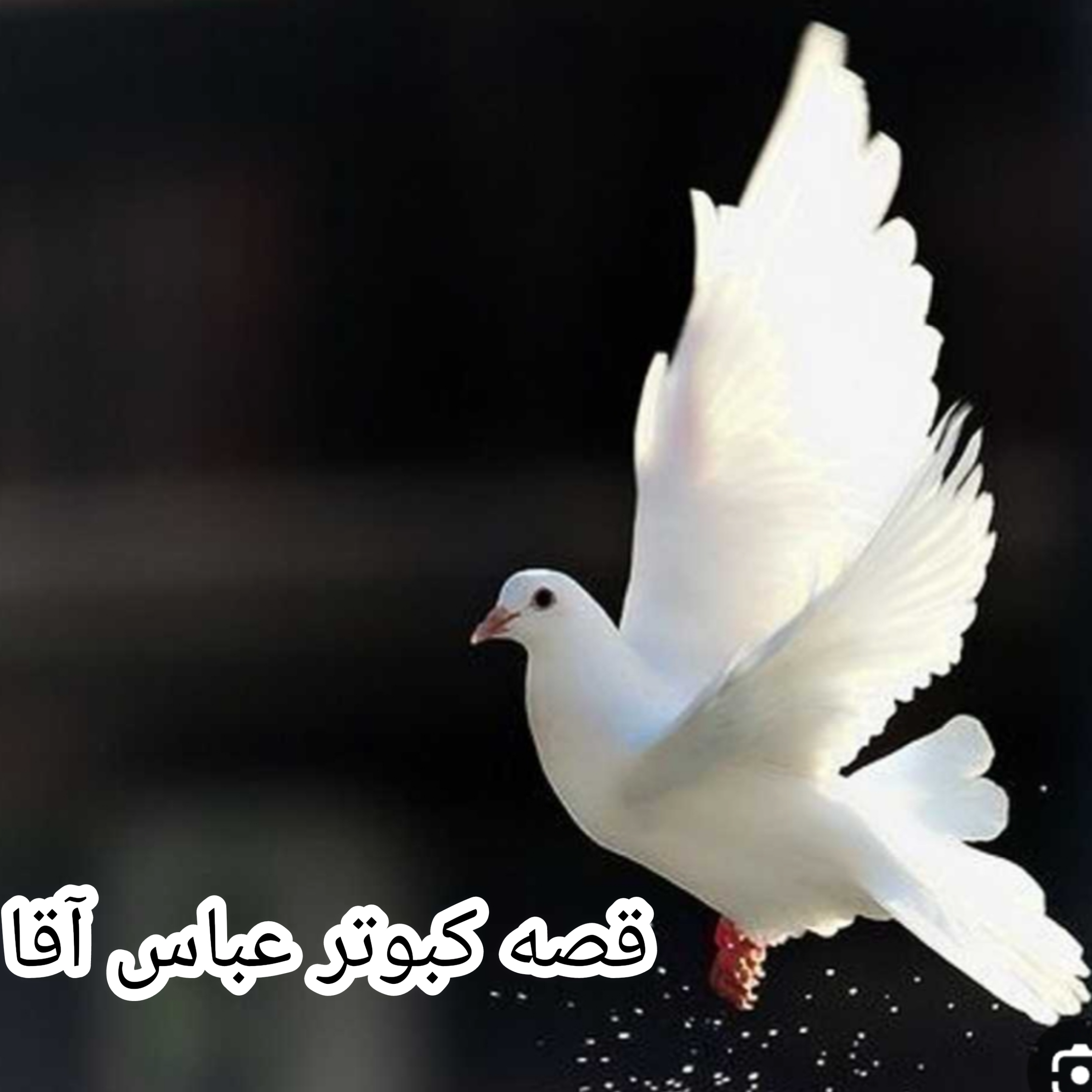 کاور کبوتر عباس آقا