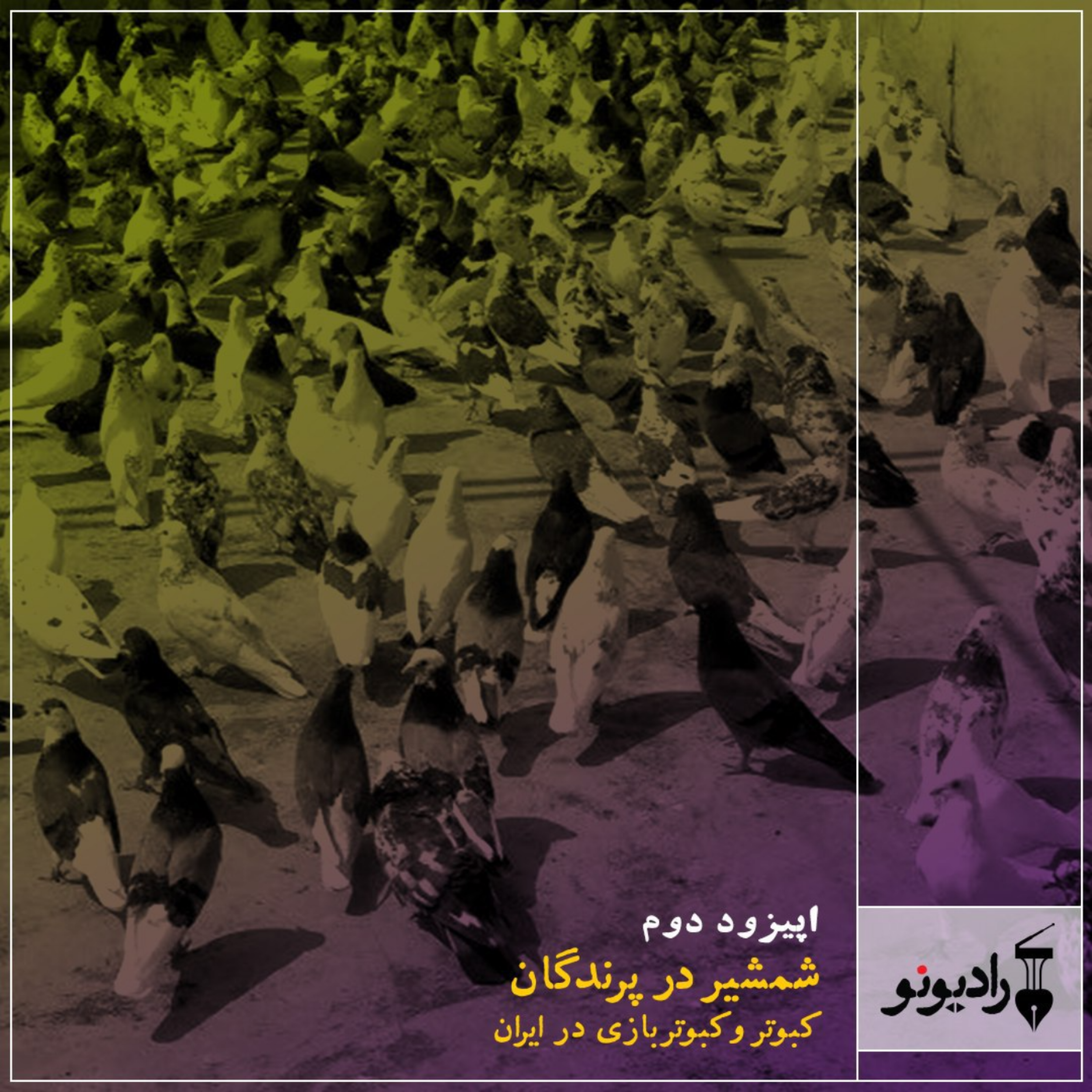 کاور شمشیر در پرندگان (کبوتر و کبوتربازی در ایران)