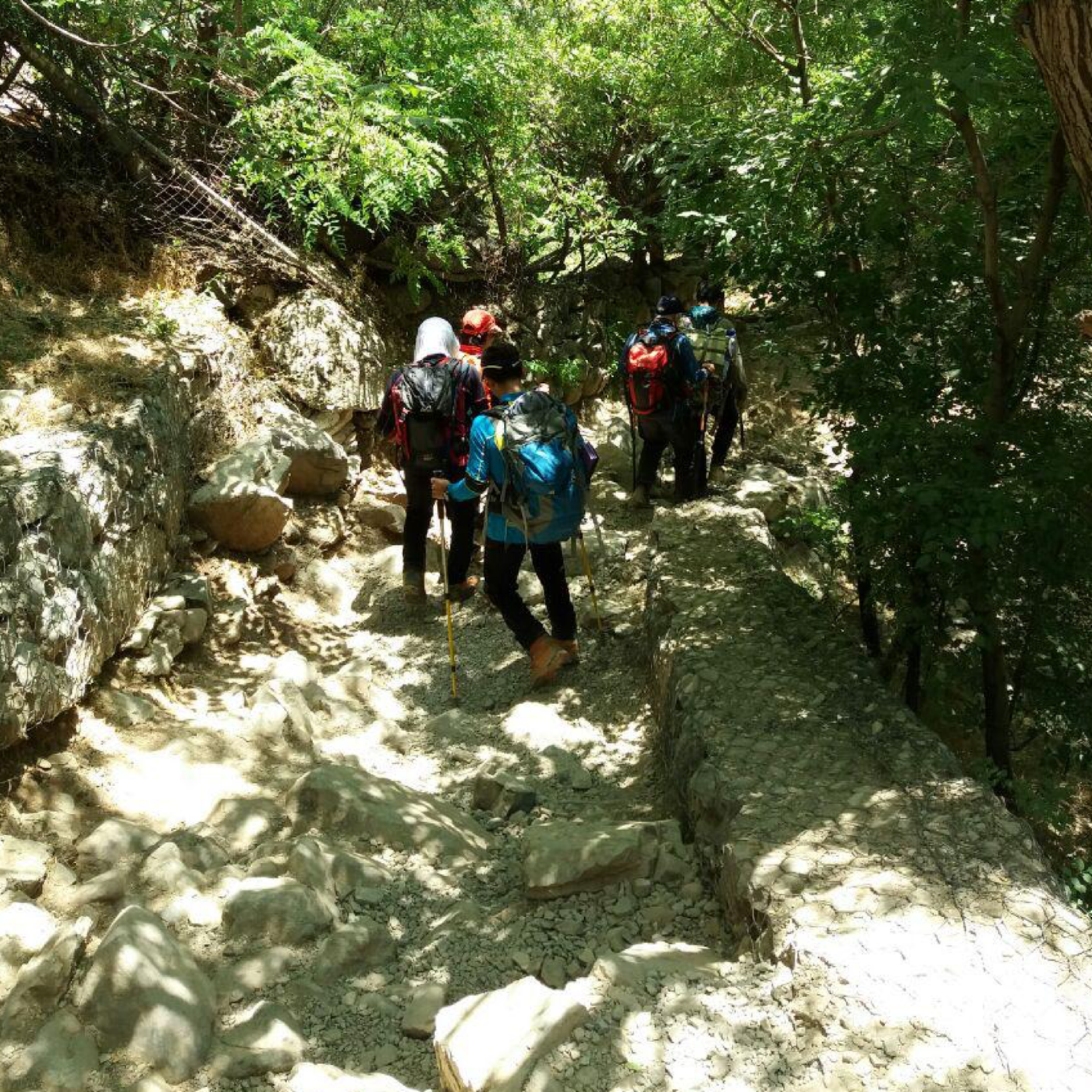 کاور ردپای سبز