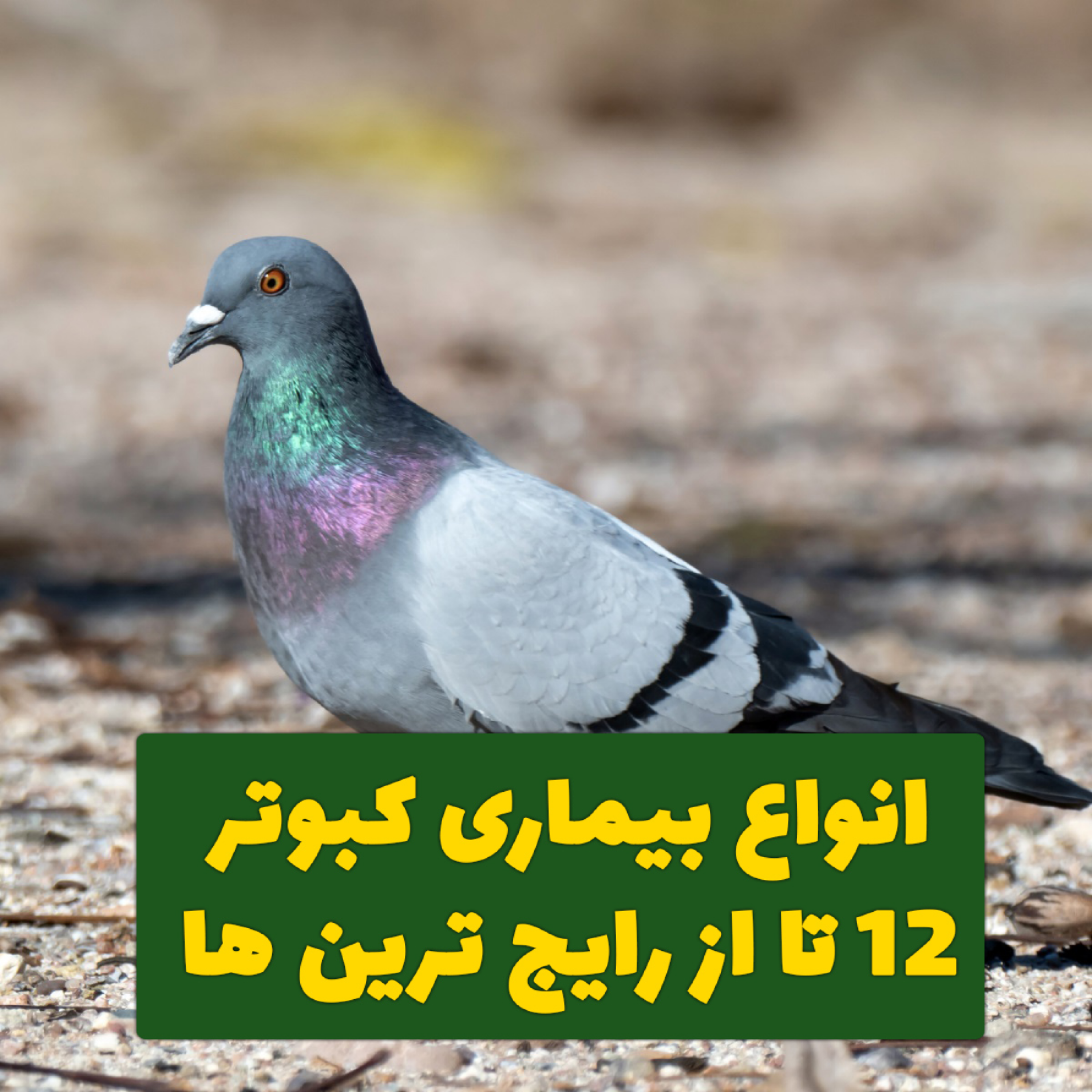 کاور انواع بیماری کبوتر [12 نوع رایج]