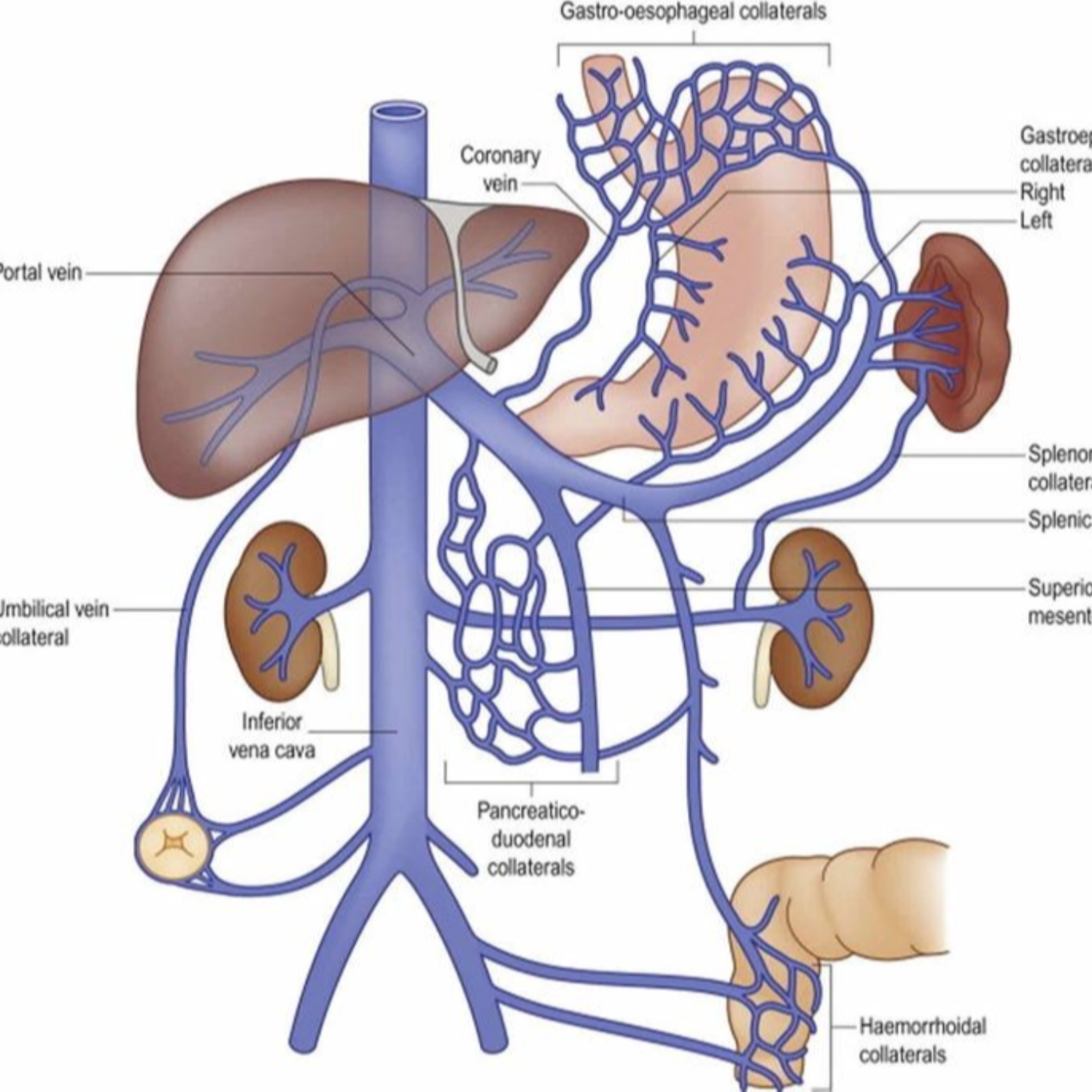 کاور episod2.Portal Hypertension
