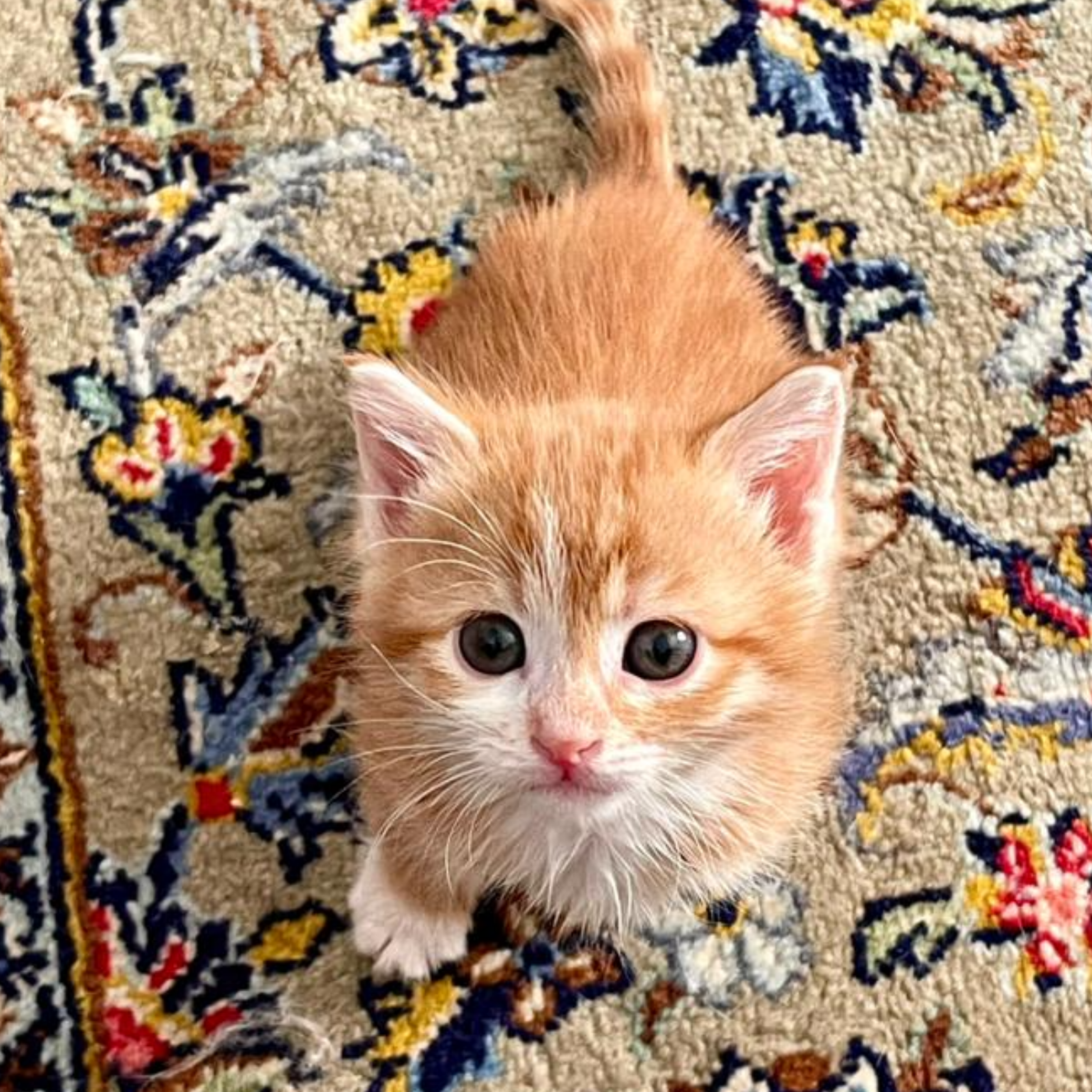کاور پادکست نگهداری گربه باردار