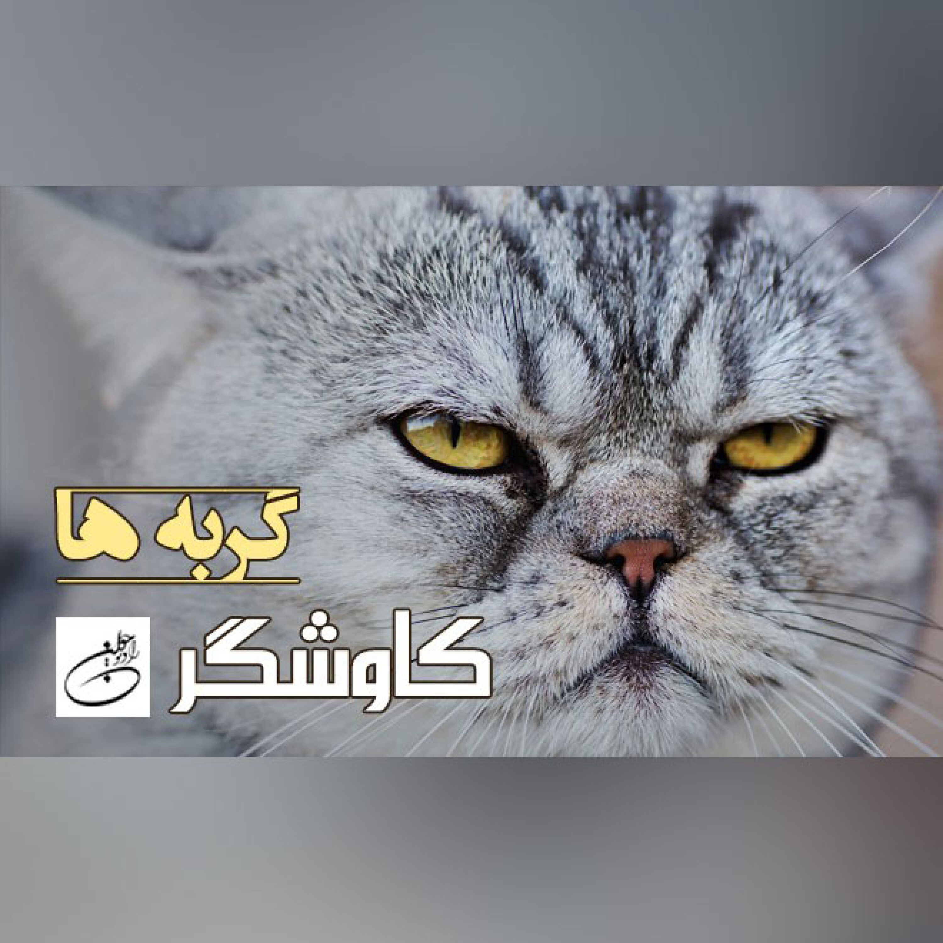 گربه ها