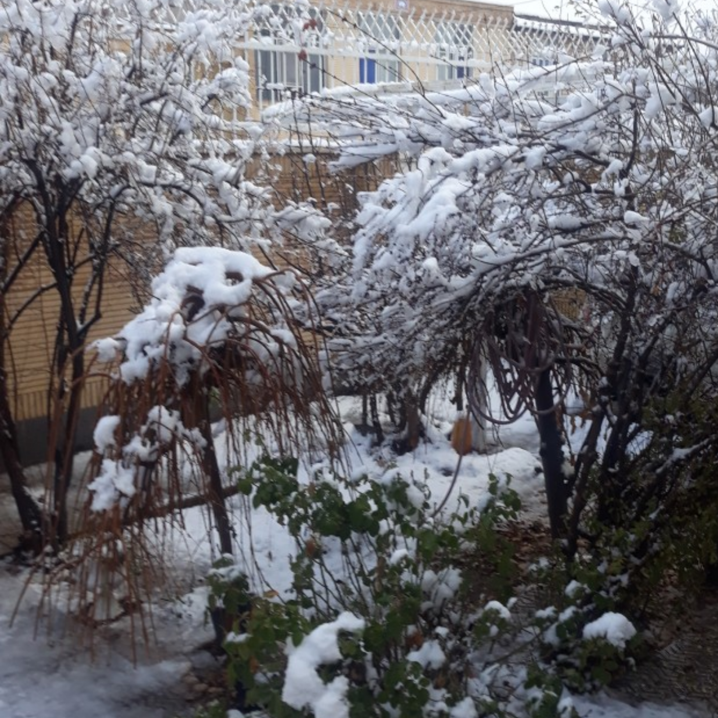 کاور زمستان.....