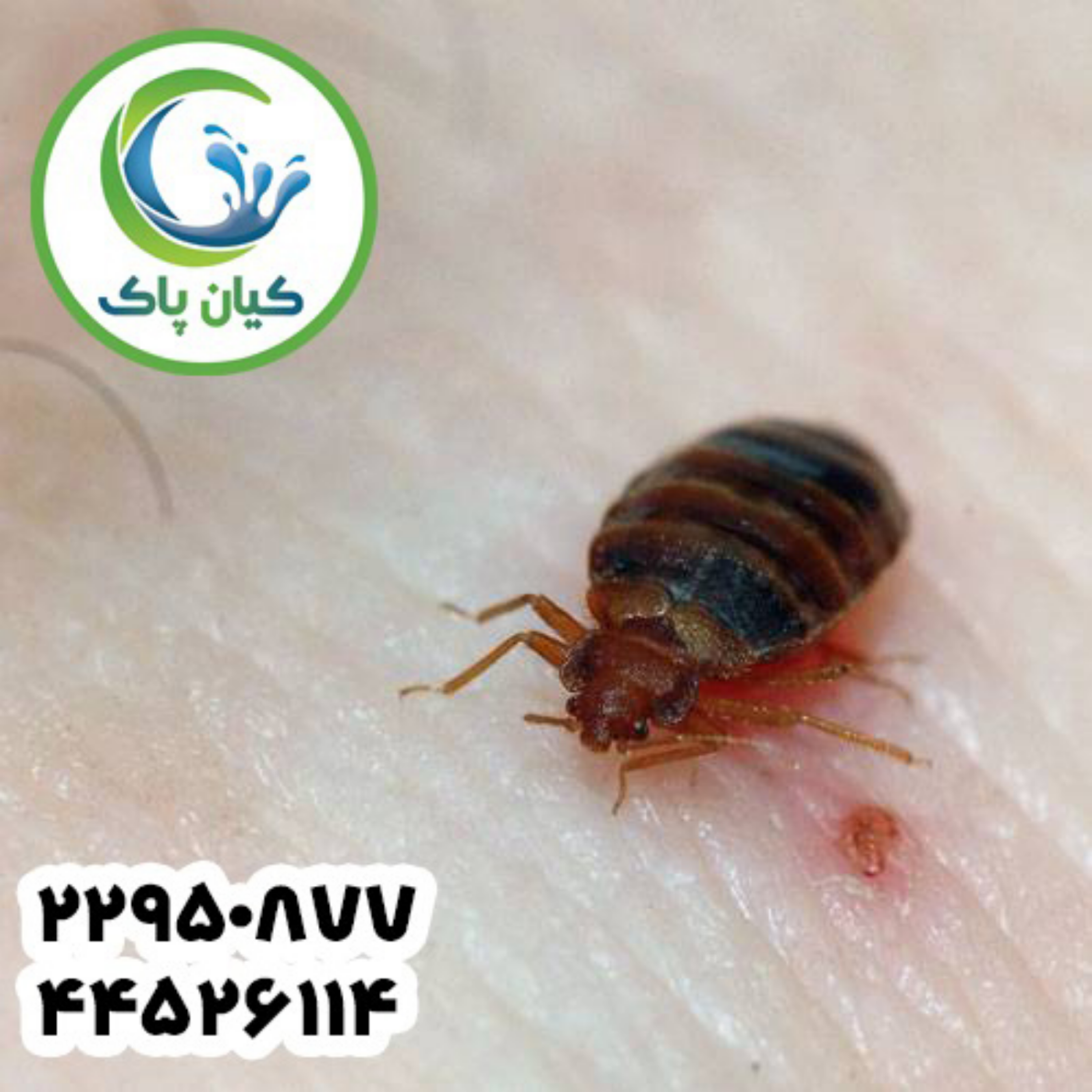 کاور آیا پس از یک بار سمپاشی، ساس ها کاملاً از بین می روند؟