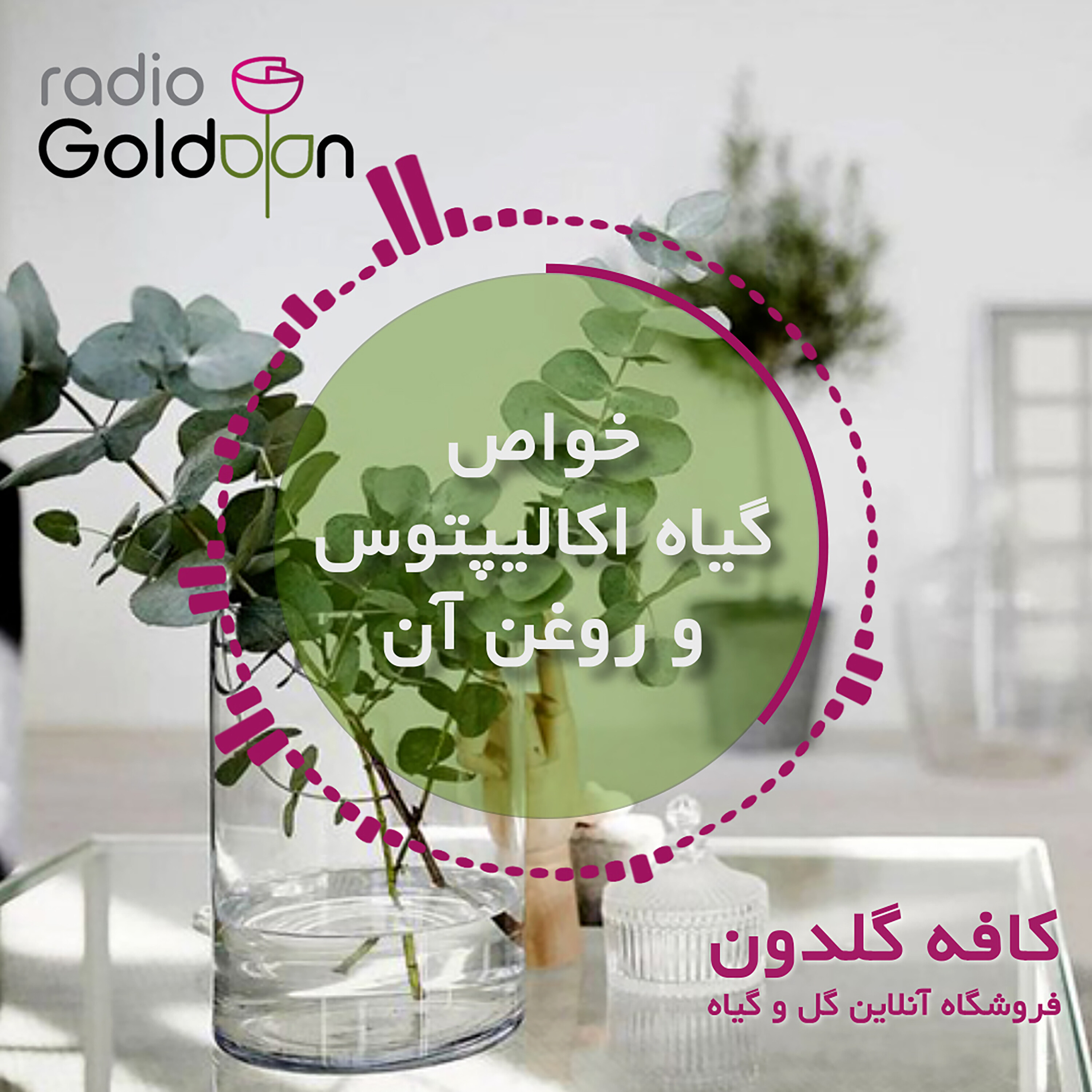 همه چیز درباره گیاه اکالیپتوس و خواص آن