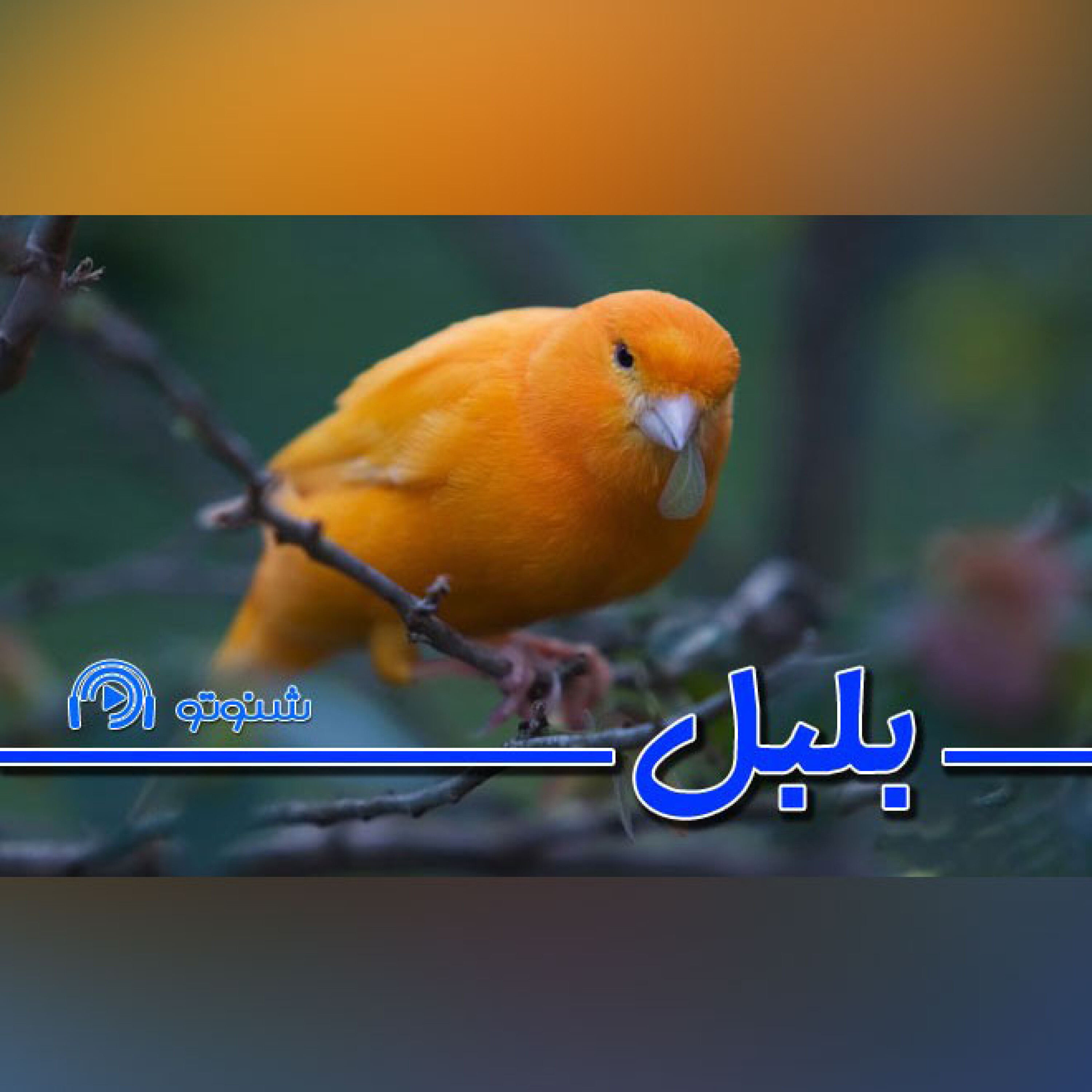 کاور بلبل