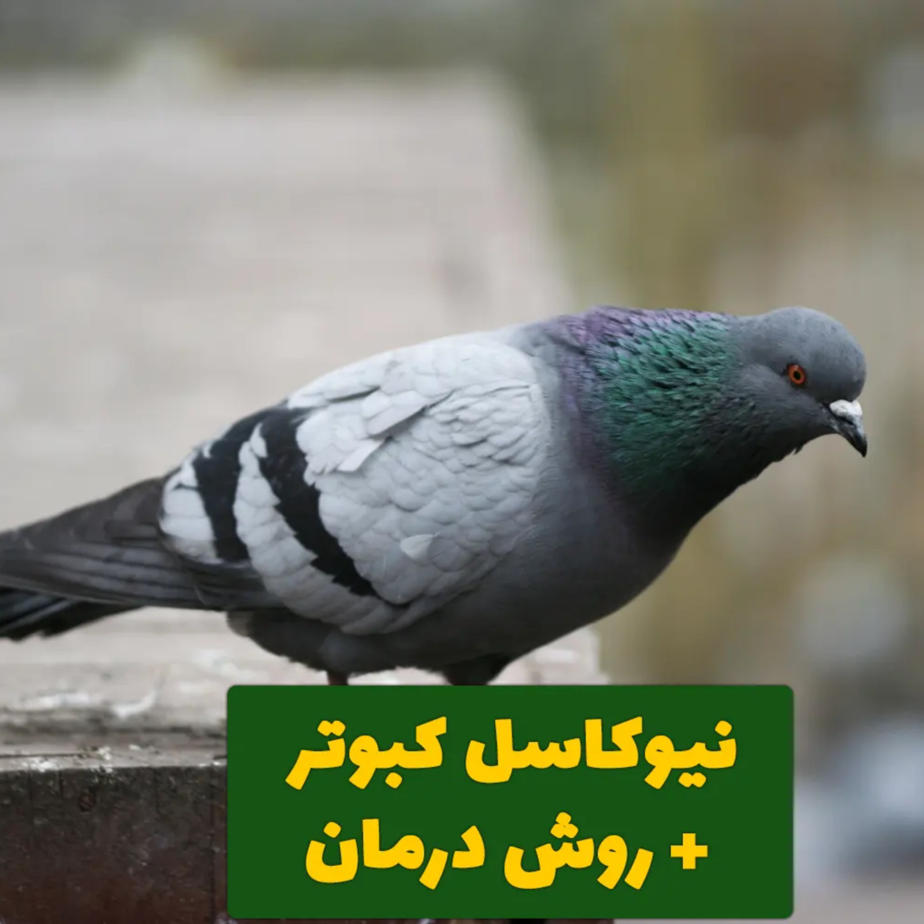 کاور نیوکاسل کبوتر   روش درمان [آیا درمان دارد؟]