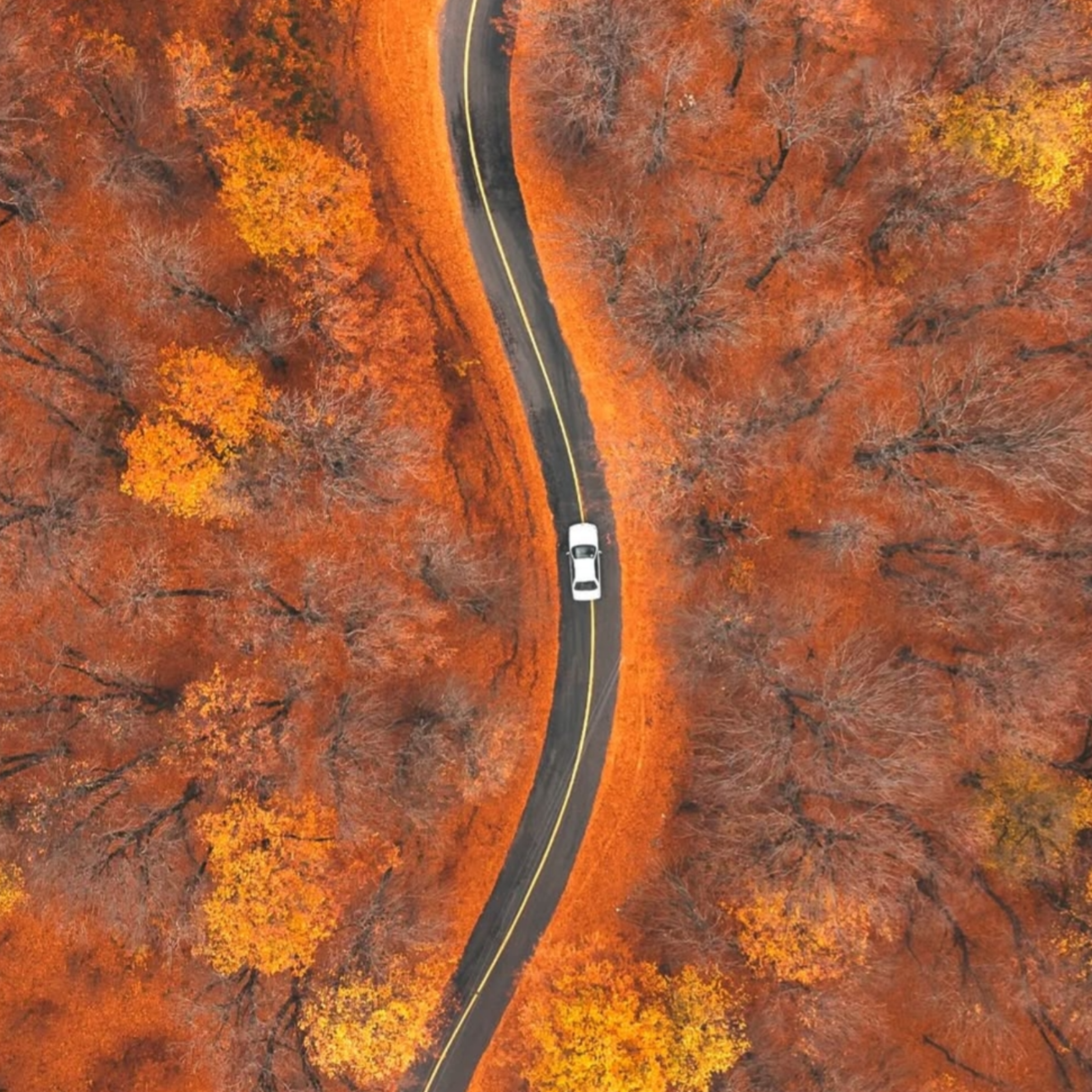 کاور محیا یعنی احیای زندگی