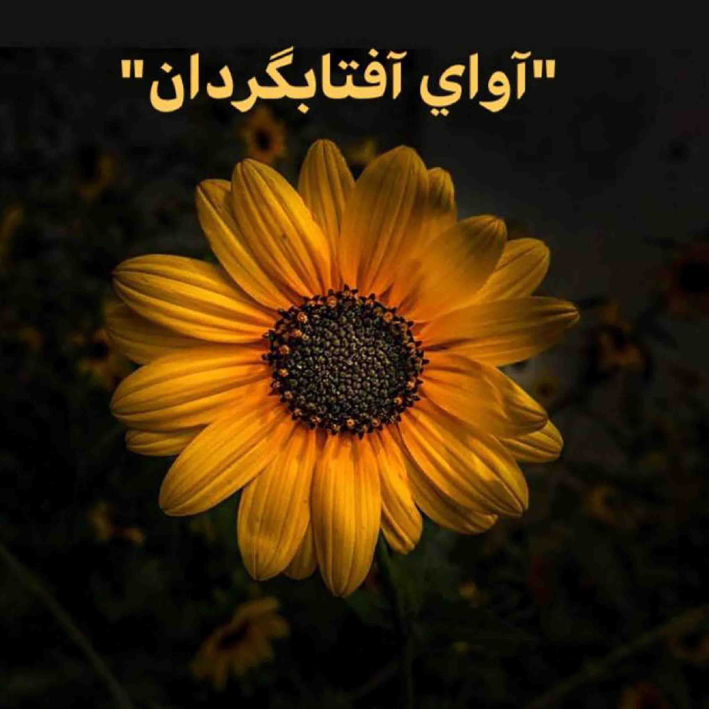 کاور آواي آفتابگردان