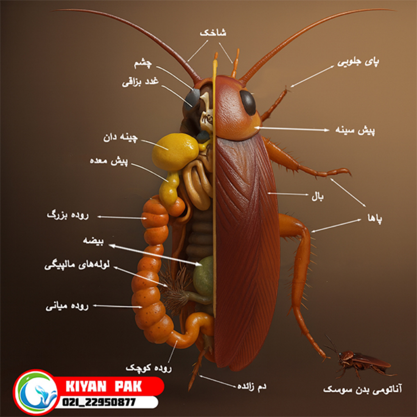 کاور سوسک