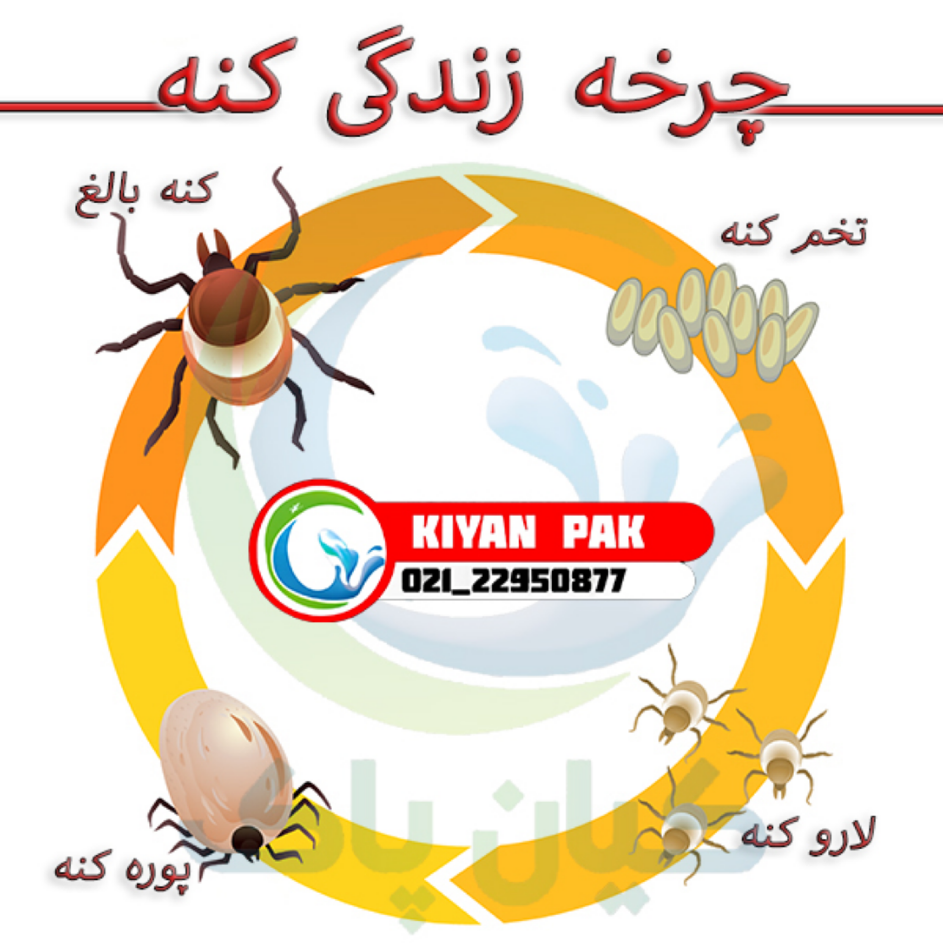 کاور کنه