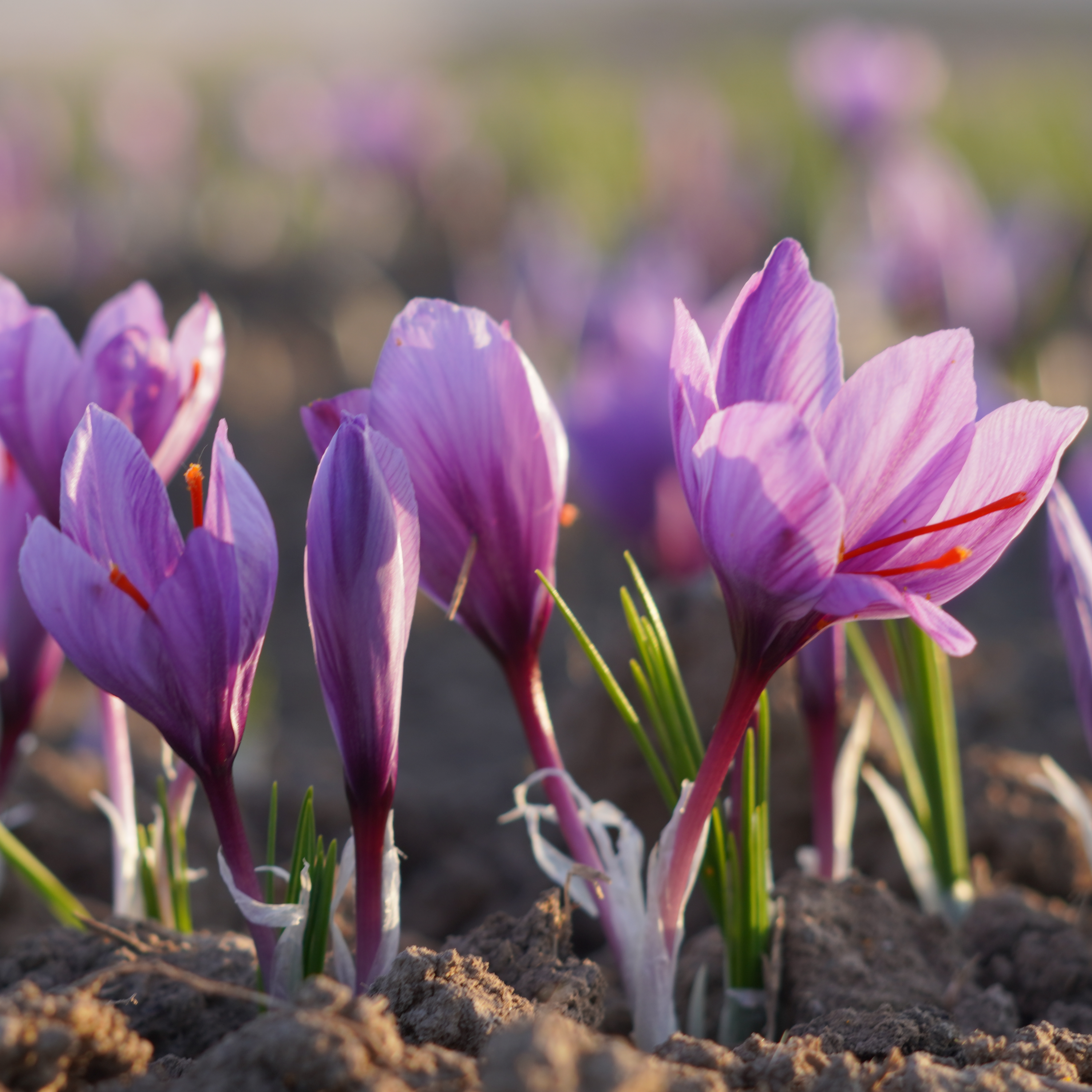 کاور طلای سرخ