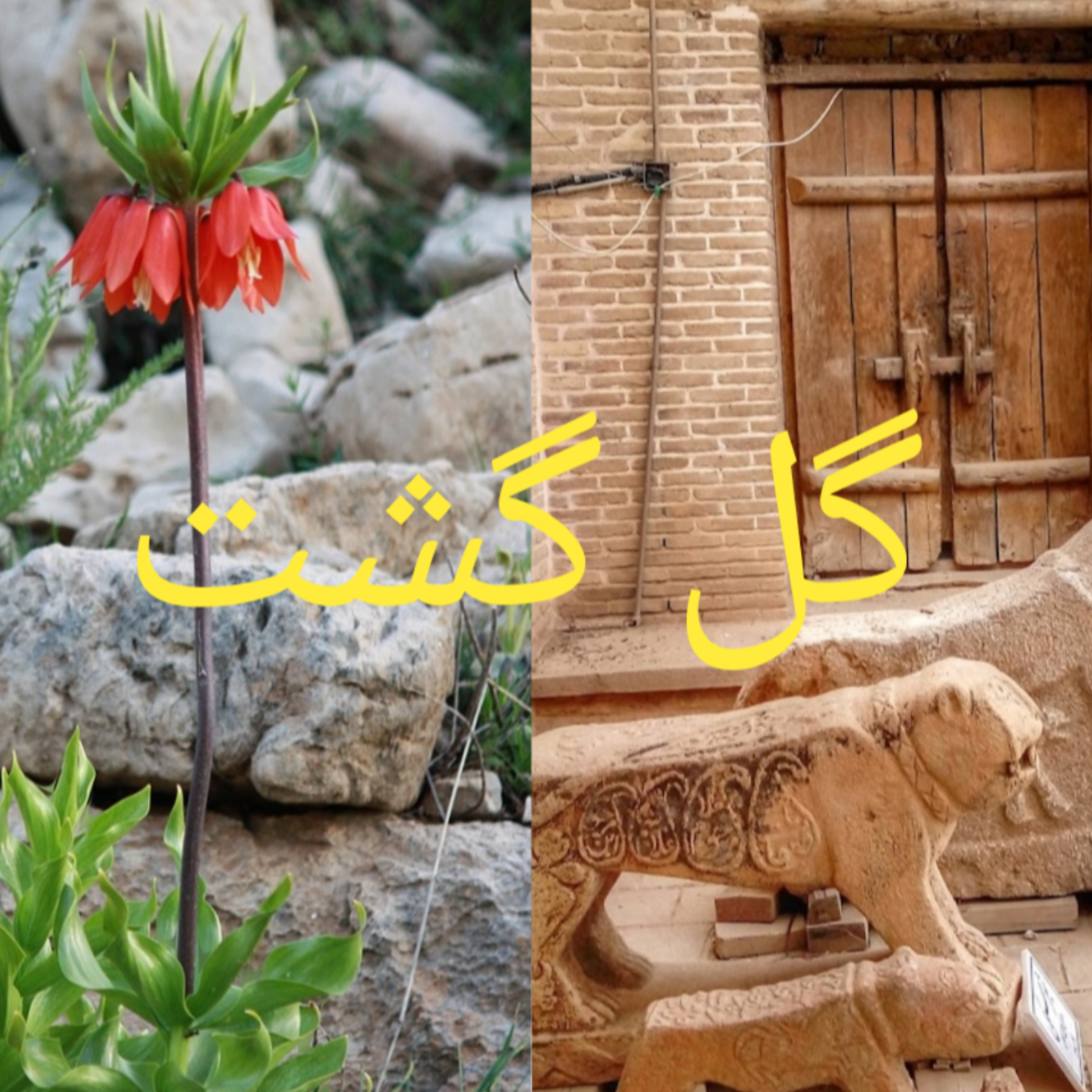 کاور گل گشت