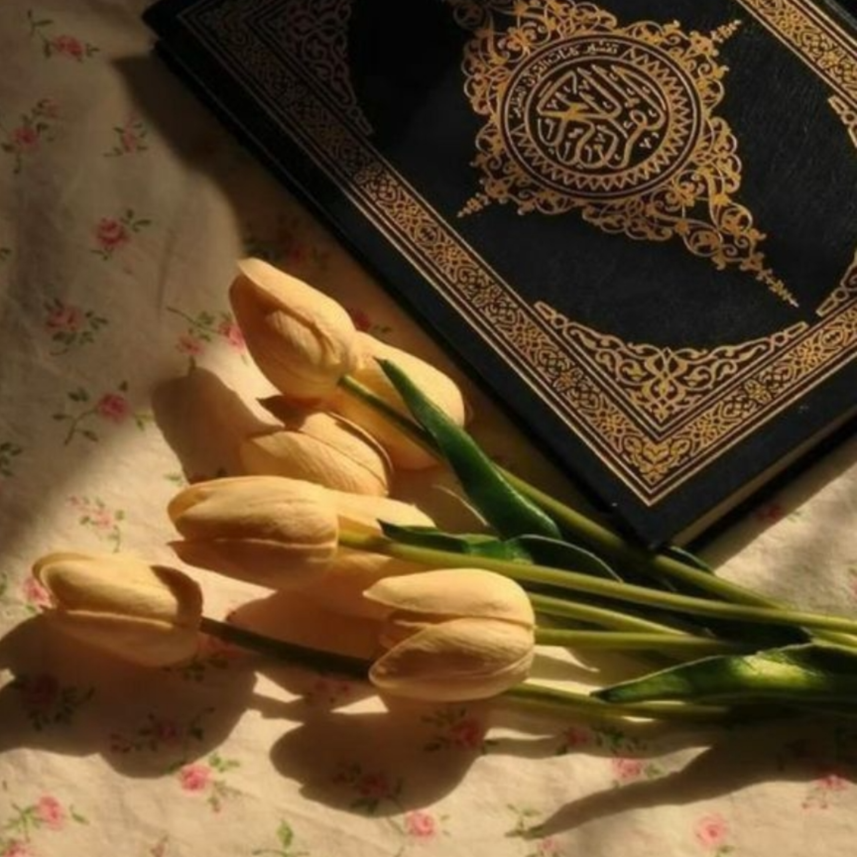 کاور Translation of Quran