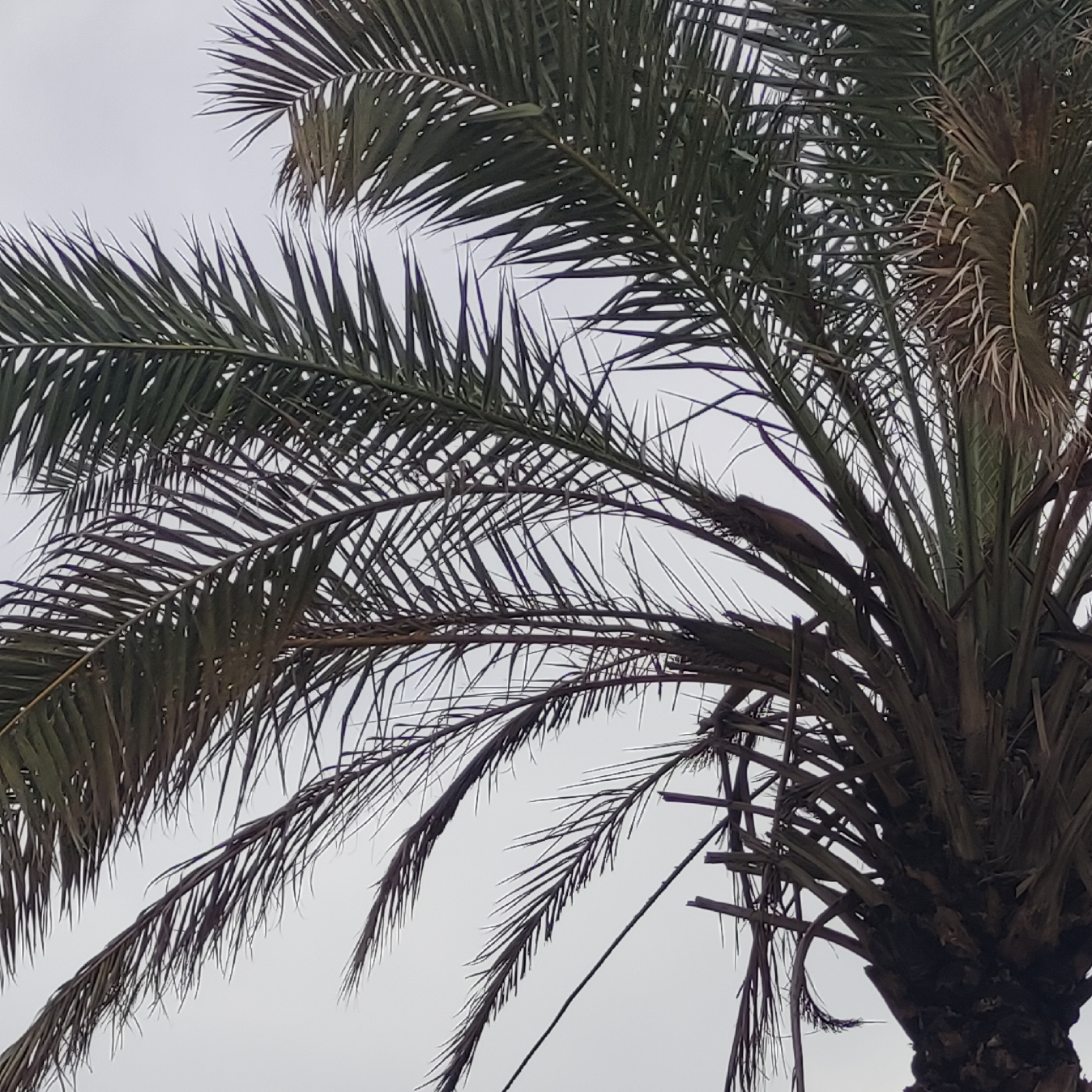 کاور عود